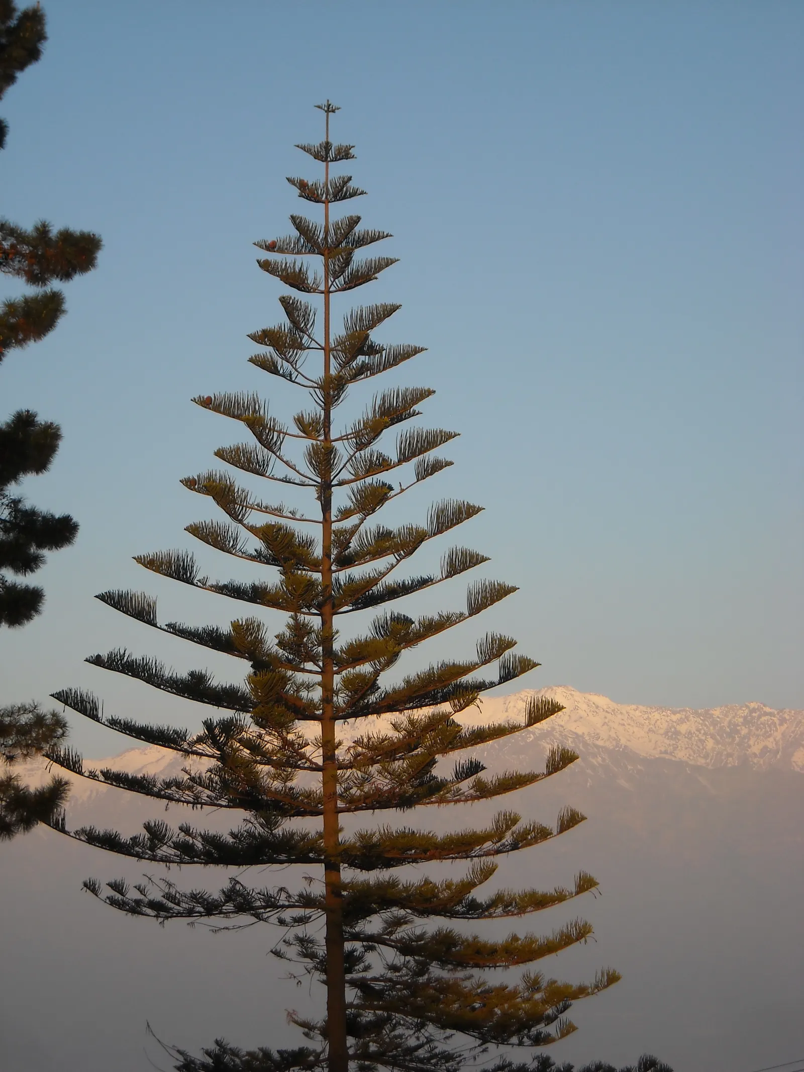 Norfolk Island Pine (Araucaria Heterophylla) — which allows for a manageable rate of expansion in a designed space; adaptable as a houseplant, it grows