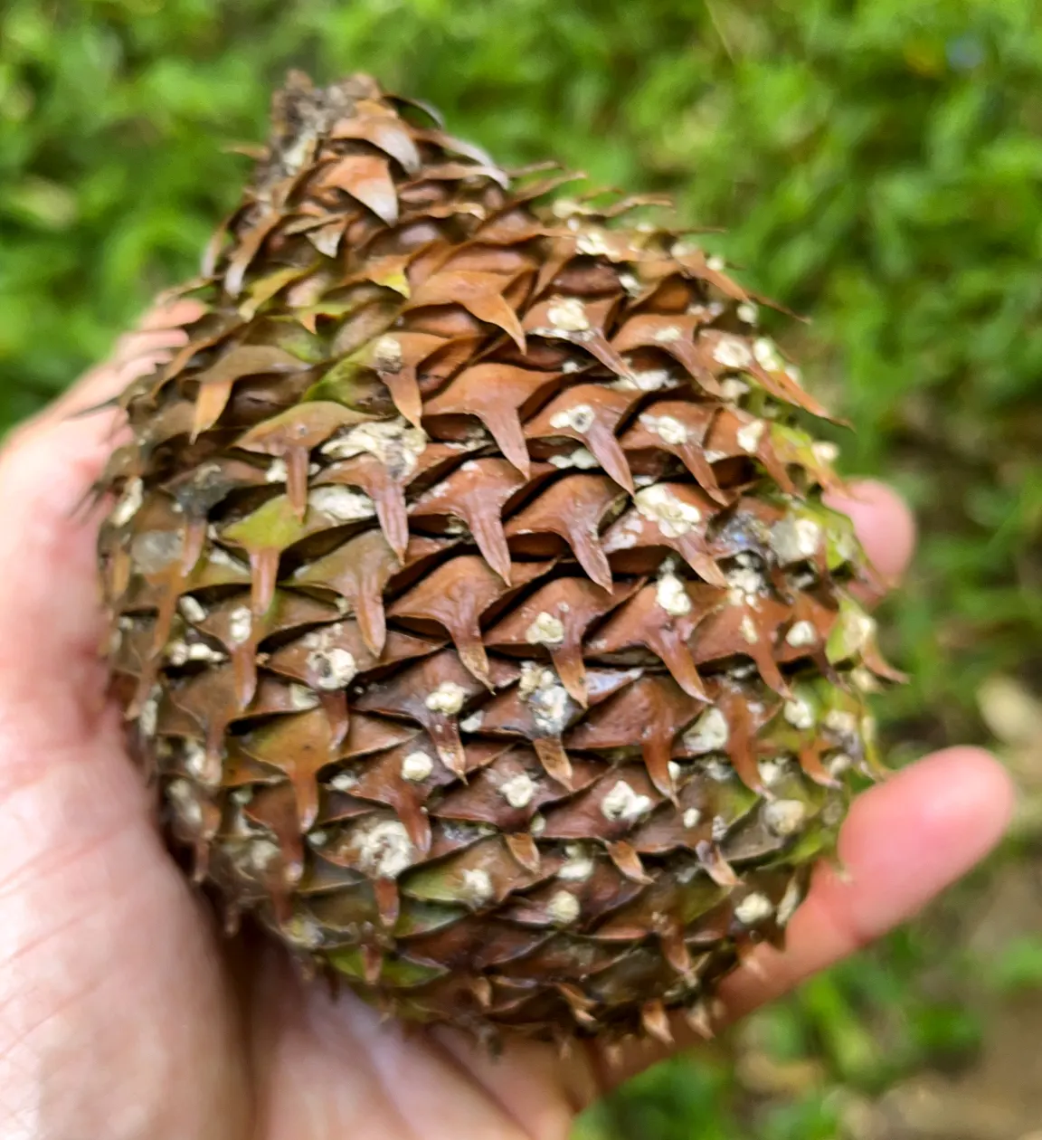Norfolk Island Pine (Araucaria Heterophylla) — soft needles measuring around 0.5 to 1.5 inches long.<br><br>Hardy in USDA zones 10 to 11; smaller potted