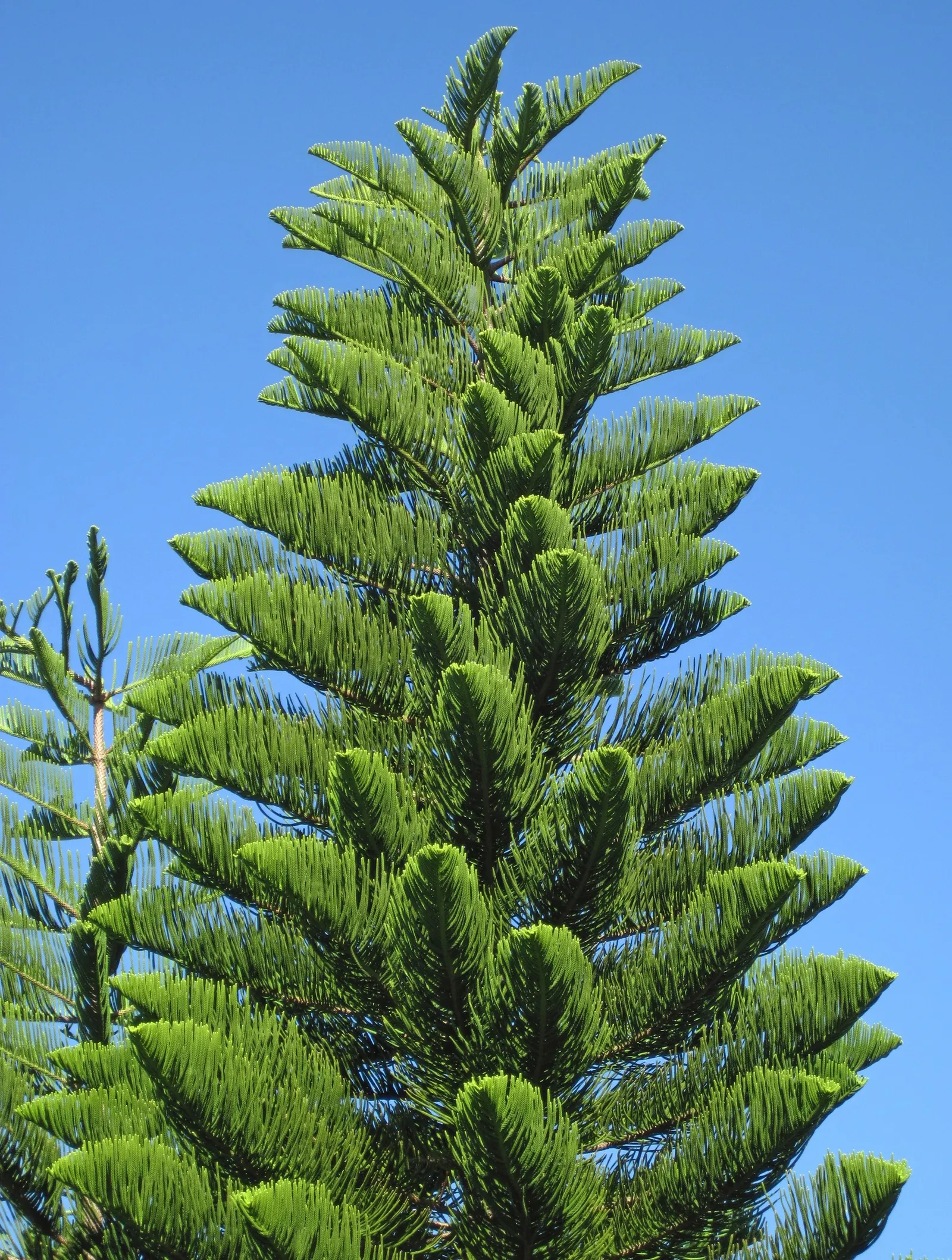 Norfolk Island Pine (Araucaria Heterophylla) — The designer should note its moderate growth rate; and during the festive season