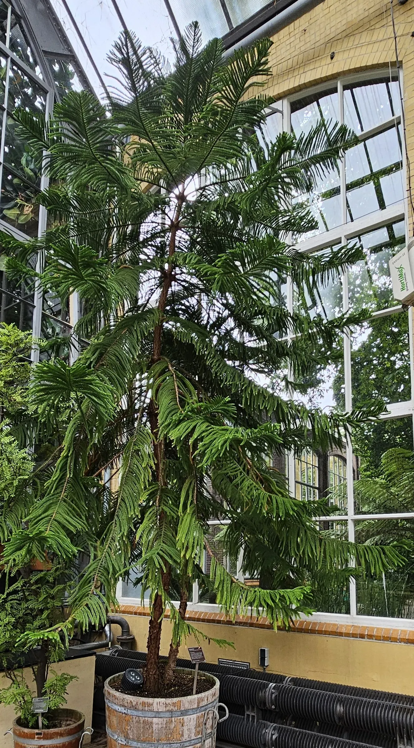 Norfolk Island Pine (Araucaria Heterophylla) — Ideal for adding vertical accent to a landscape; this stately tree can reach heights of 50-65 feet with a spread