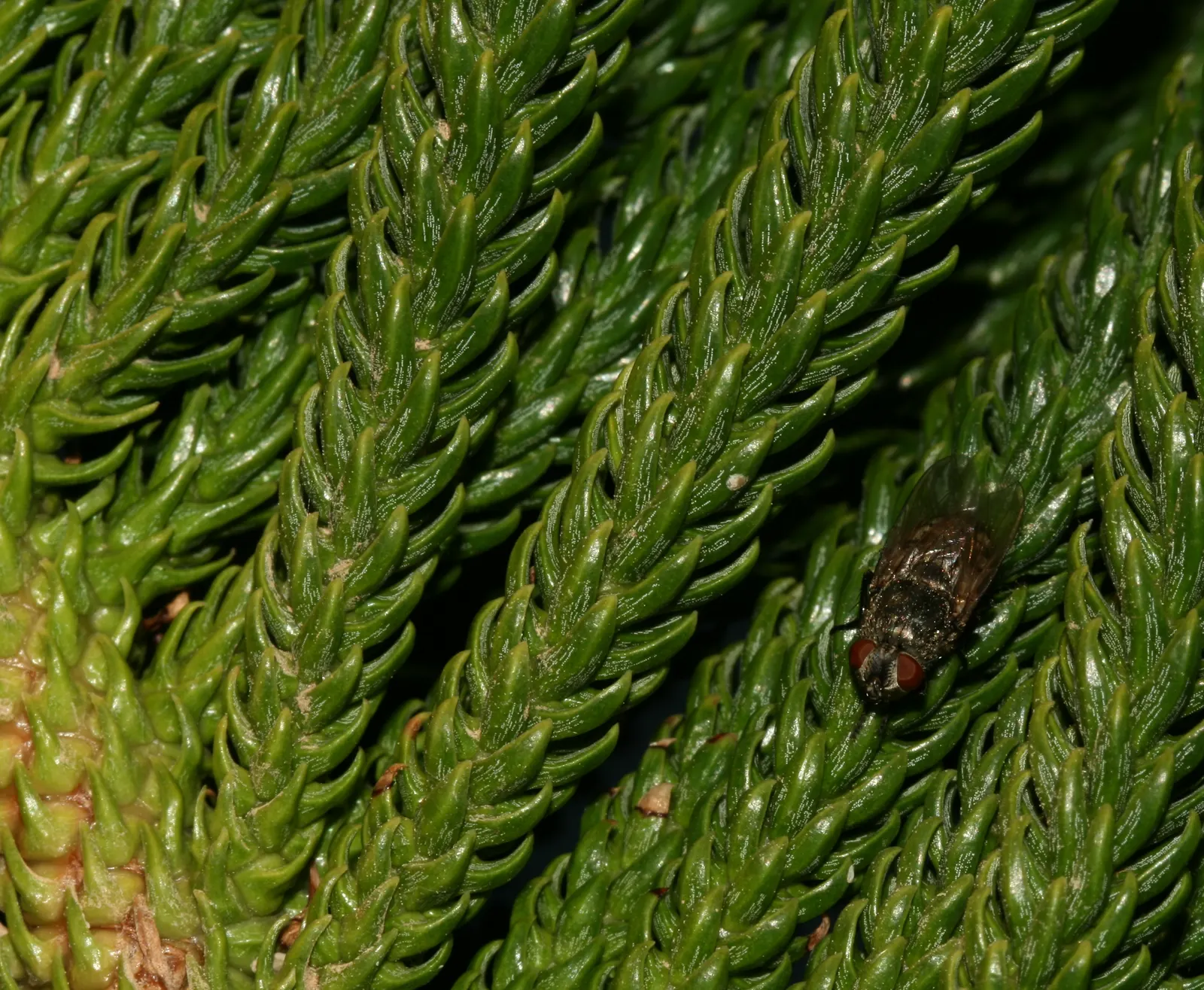 Norfolk Island Pine (Araucaria Heterophylla) — ideally at least 20 feet from structures or other trees to accommodate its broad base; which allows, image 68