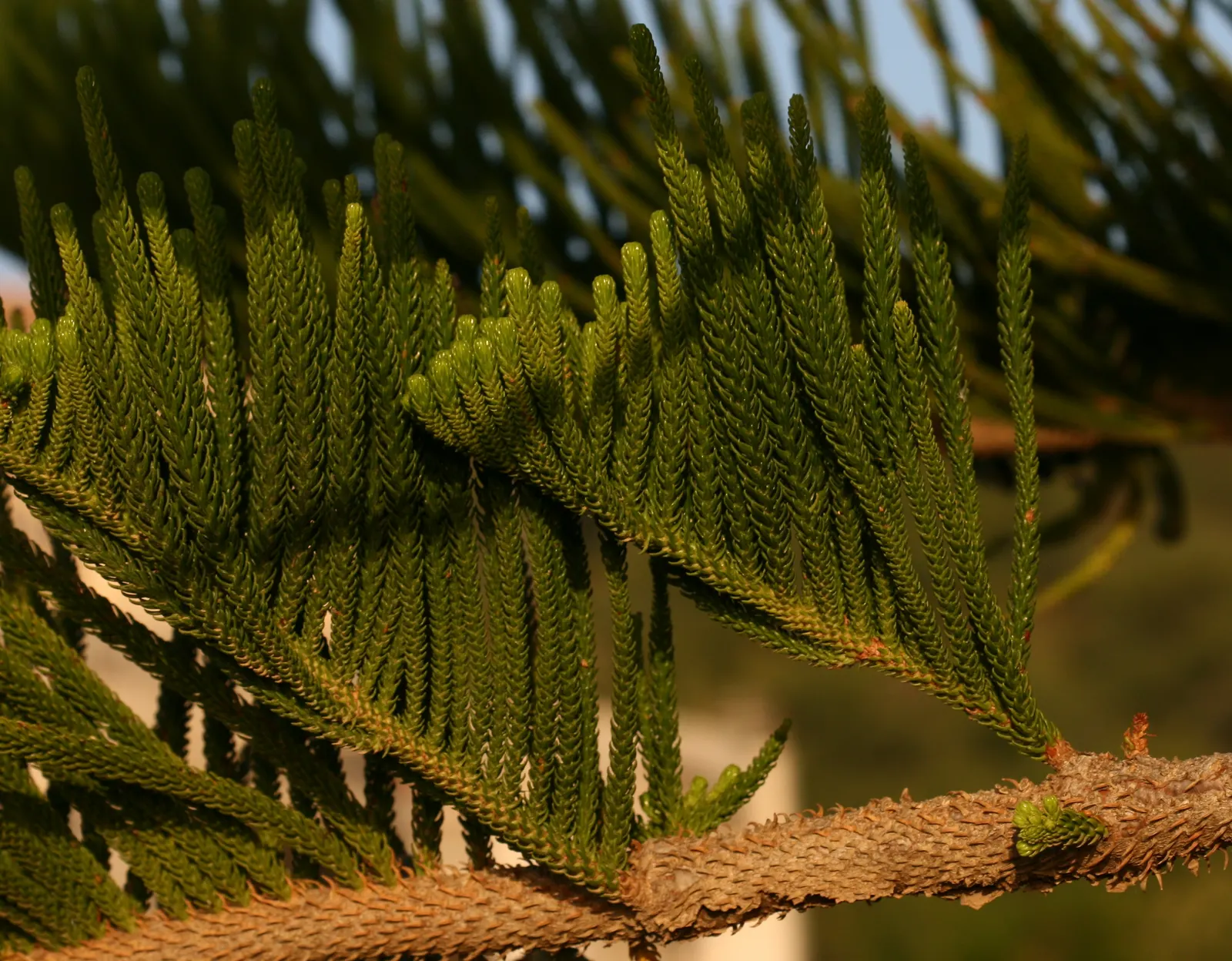 Norfolk Island Pine (Araucaria Heterophylla) — especially in the establishment phase; this tree is moderately drought-tolerant but benefits from regular