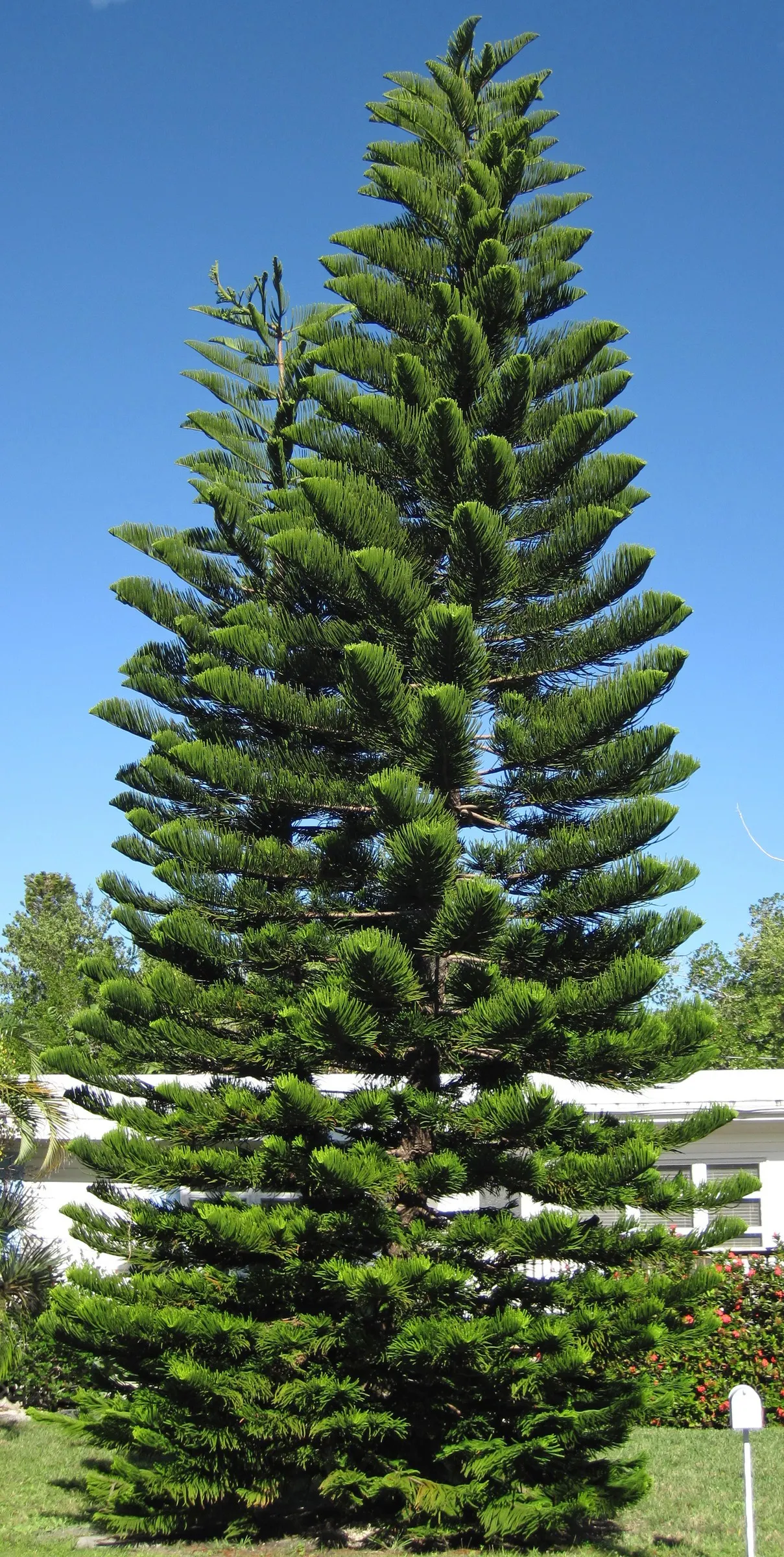 Norfolk Island Pine (Araucaria Heterophylla) — This tree is moderately drought-tolerant but benefits from regular watering during dry periods; is an evergreen