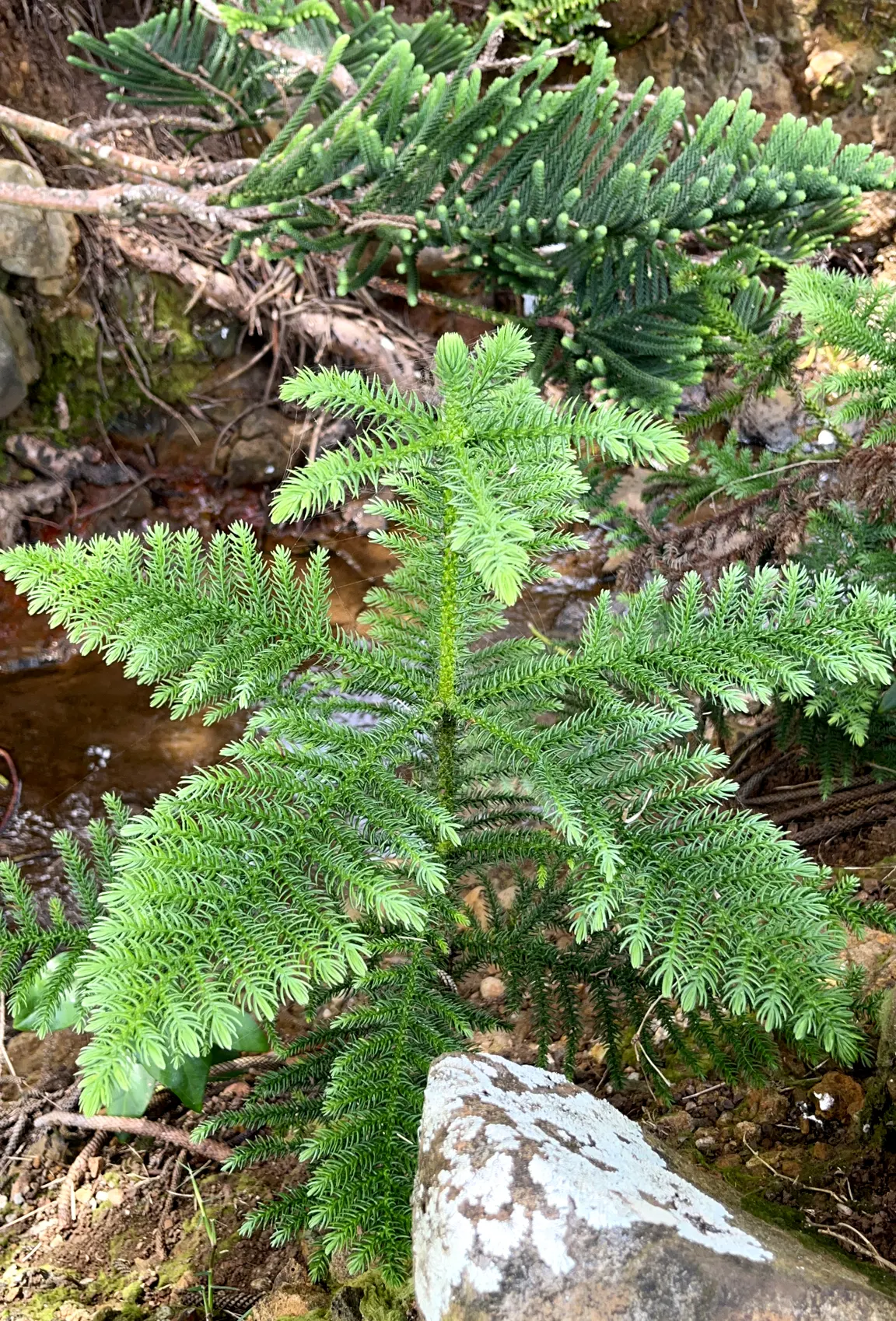 Norfolk Island Pine (Araucaria Heterophylla) — Its upright growth habit presents whorls of horizontal branches; soft needles measuring around 0.5 to 1.5 inches