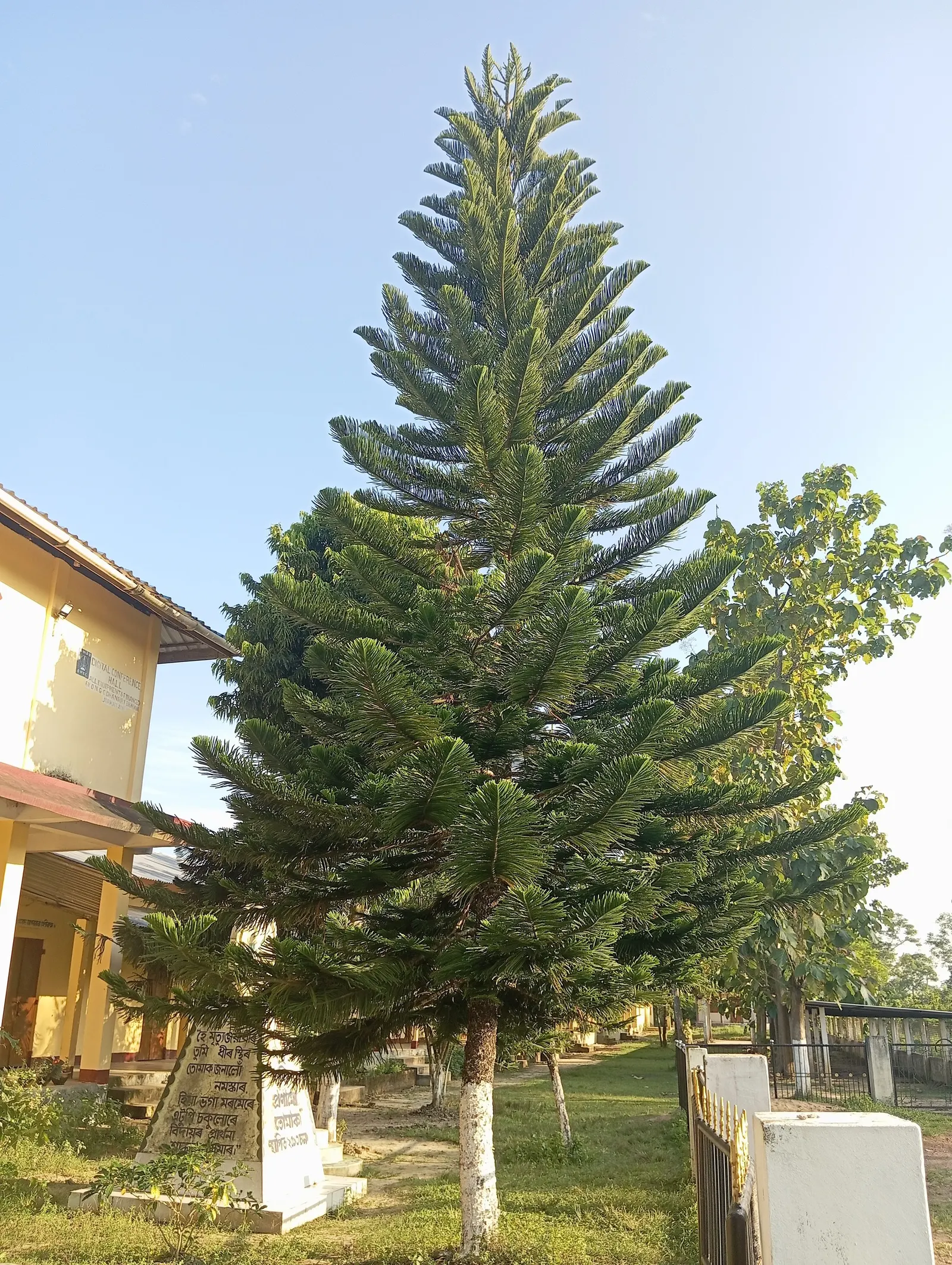 Norfolk Island Pine (Araucaria Heterophylla) — Adequate spacing is crucial for mature development, image 29
