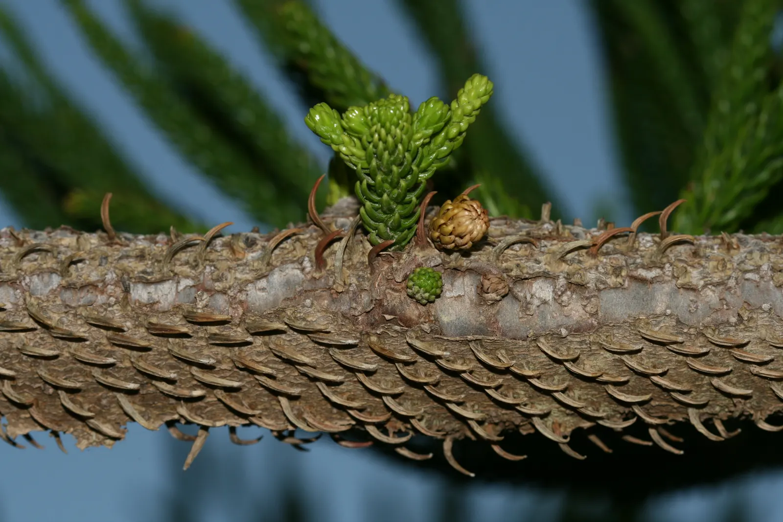 Norfolk Island Pine (Araucaria Heterophylla) — smaller potted specimens often double as living Christmas trees; its upright growth habit presents whorls of