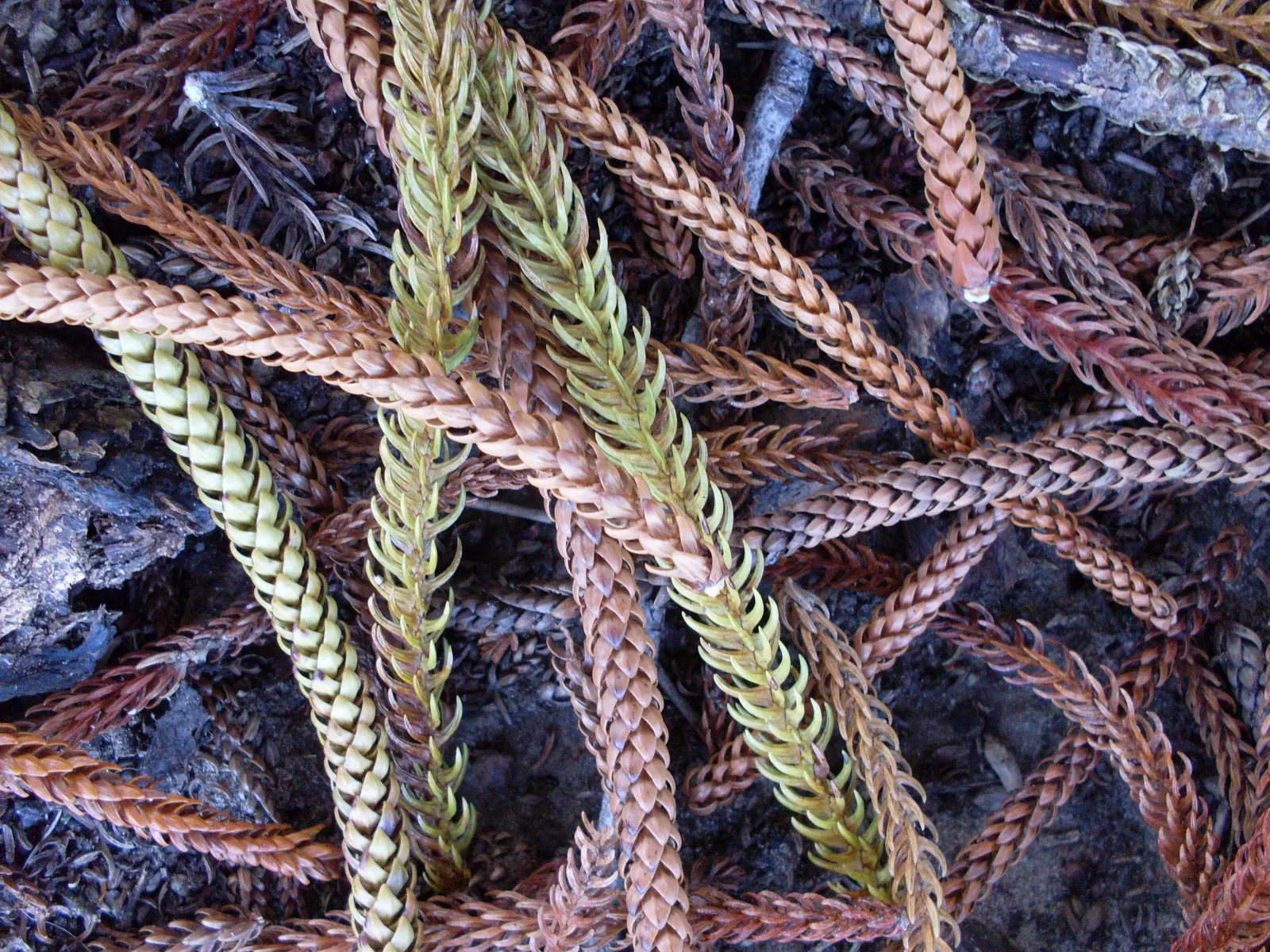 Norfolk Island Pine (Araucaria Heterophylla) — Ideal for adding vertical accent to a landscape; this stately tree can reach heights of 50-65 feet, image 44