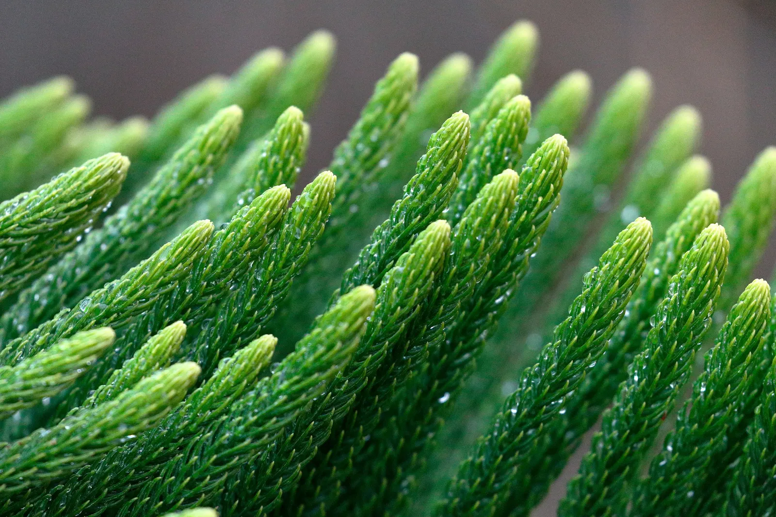 Norfolk Island Pine (Araucaria Heterophylla) — is an evergreen conifer known for its symmetrical shape and graceful; especially in the, image 43