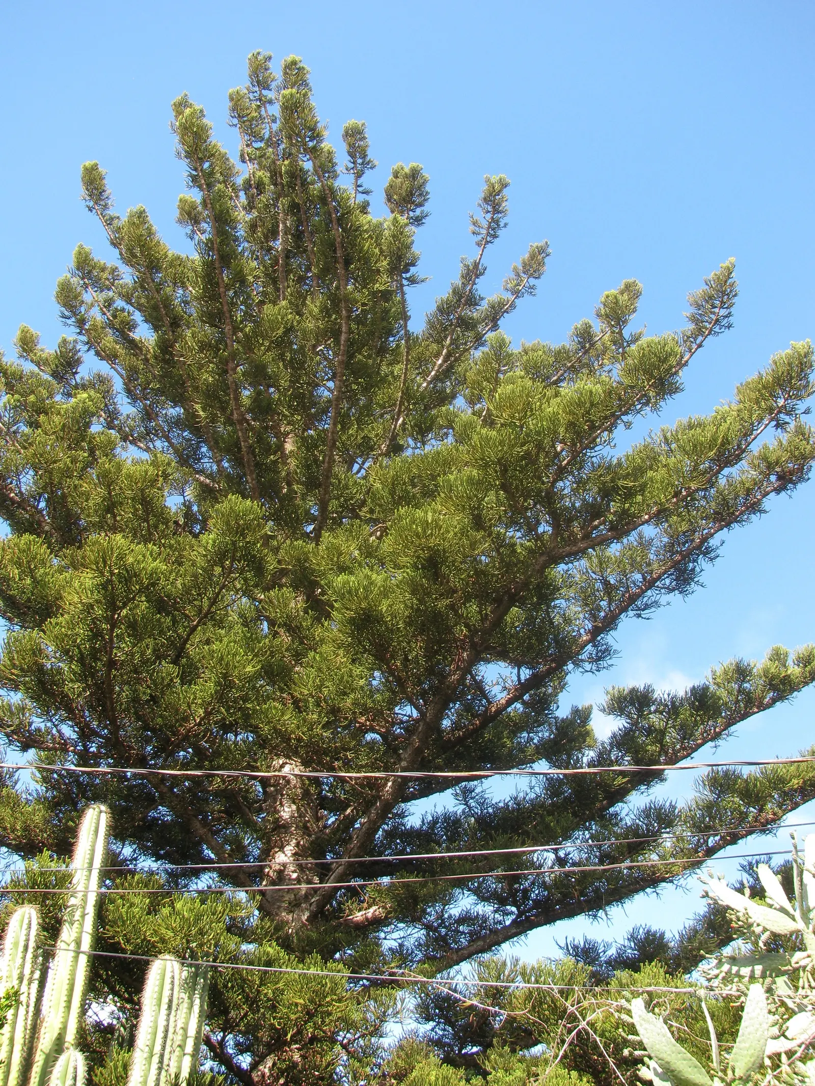 Norfolk Island Pine (Araucaria Heterophylla) — Prefers full sun to partial shade and well-drained soil