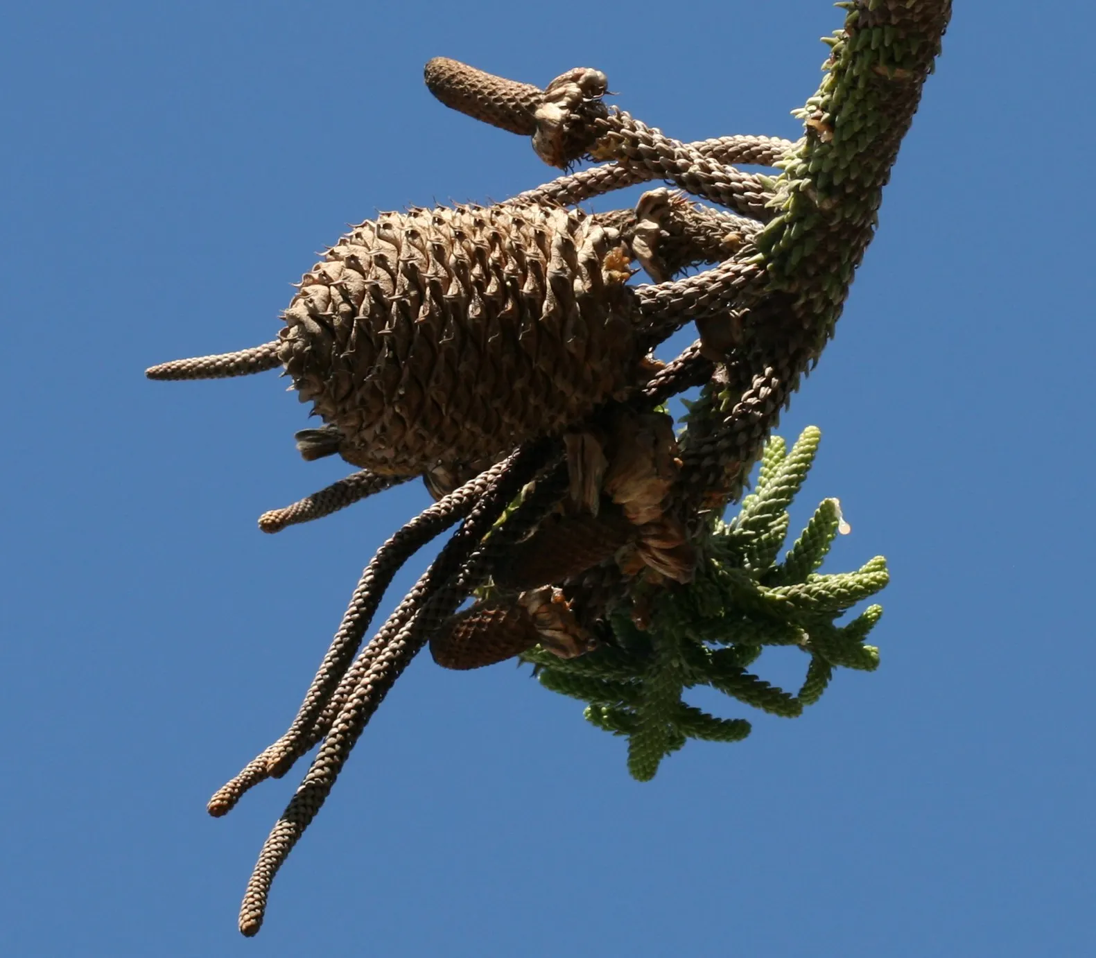 Norfolk Island Pine (Araucaria Heterophylla) — the Norfolk Island Pine thrives in full sun to light shade and prefers well-draining; prefers full sun to