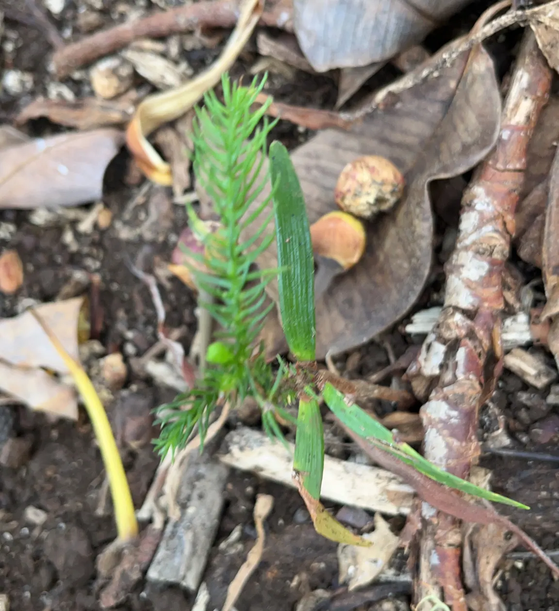 Norfolk Island Pine (Araucaria Heterophylla) — Ideal for adding vertical accent to a landscape