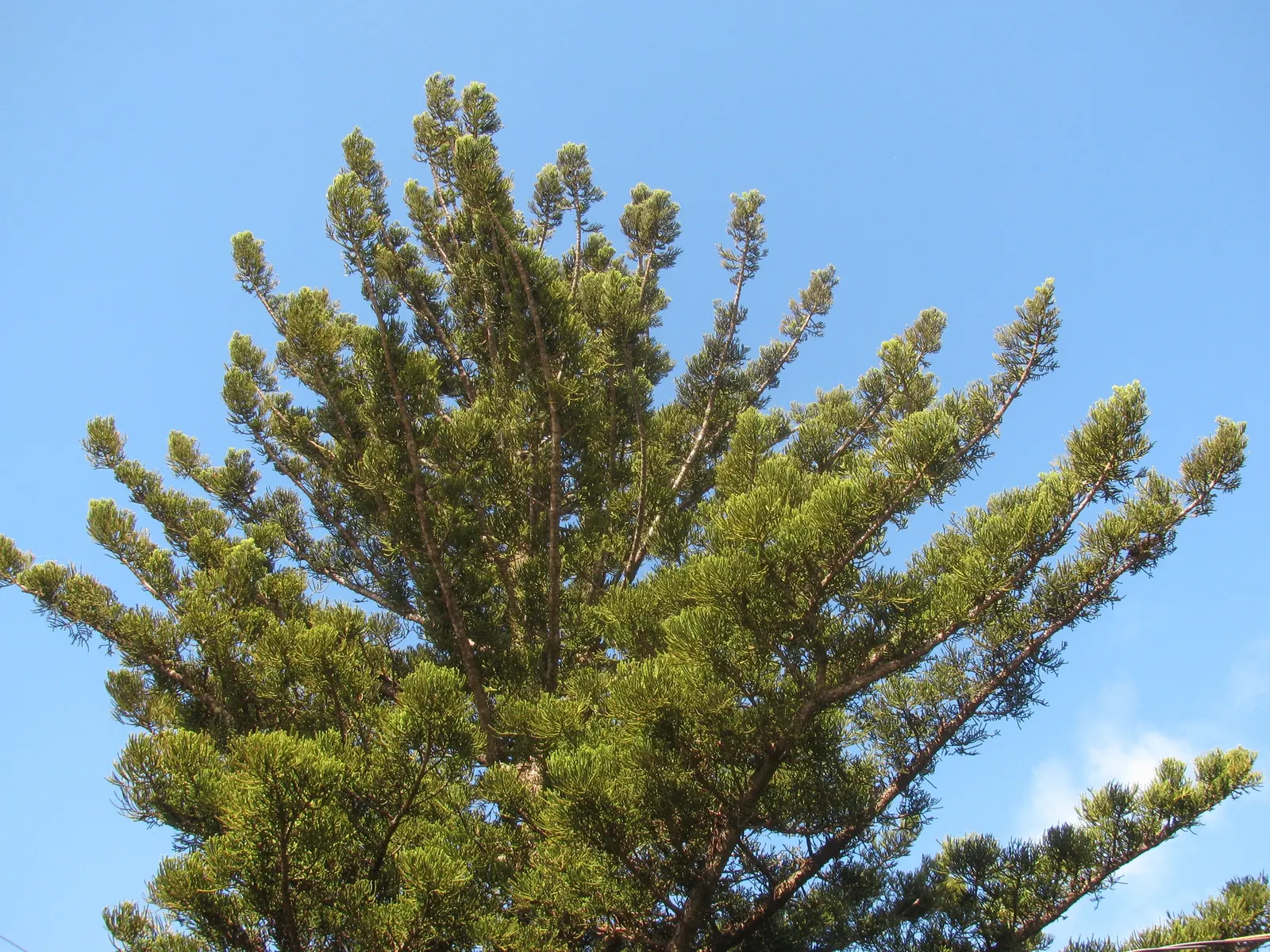Norfolk Island Pine (Araucaria Heterophylla) — and the balance it brings to both formal and informal gardens; the Norfolk Island Pine thrives in full sun to