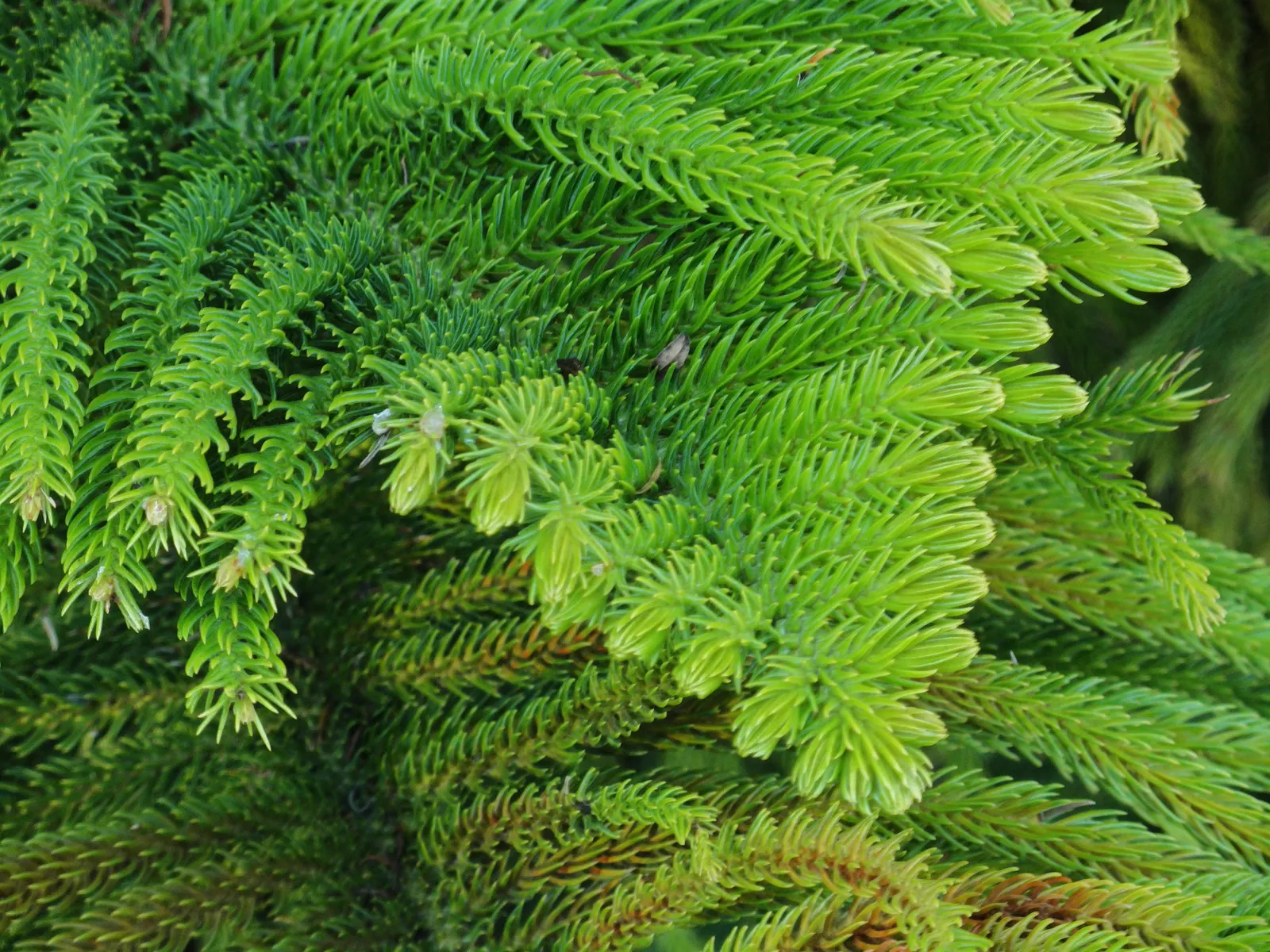 Norfolk Island Pine (Araucaria Heterophylla) — ideally at least 20 feet from structures or other trees to accommodate its broad base; which allows for a