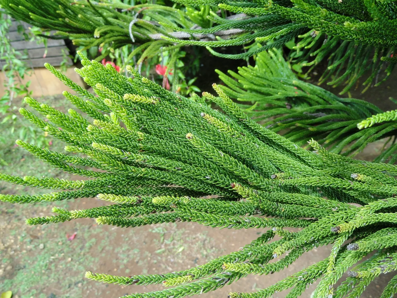Norfolk Island Pine (Araucaria Heterophylla) — is an evergreen conifer known for its symmetrical shape and graceful; especially in the, image 62