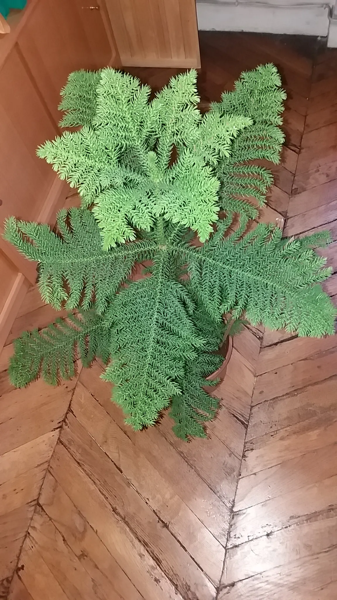 Norfolk Island Pine (Araucaria Heterophylla) — which allows for a manageable rate of expansion in a designed space
