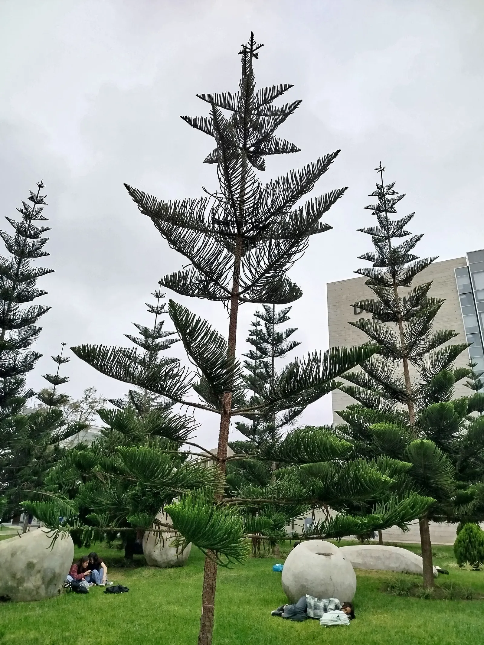 Norfolk Island Pine (Araucaria Heterophylla) — is an evergreen conifer known for its symmetrical shape and graceful; especially in the establishment phase