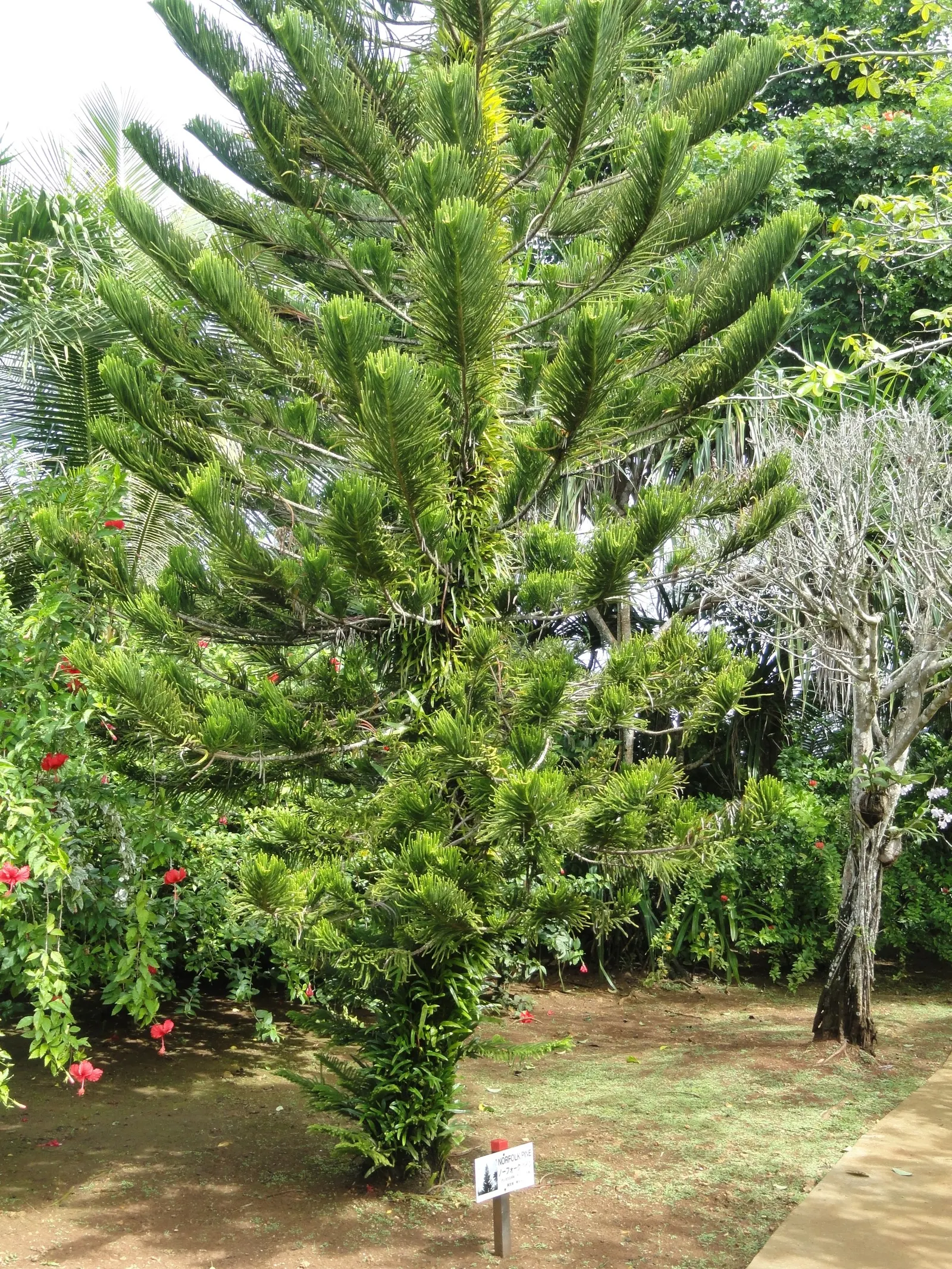 Norfolk Island Pine (Araucaria Heterophylla) — soft needles measuring around 0.5 to 1.5 inches long.<br><br>Hardy in USDA zones 10 to 11