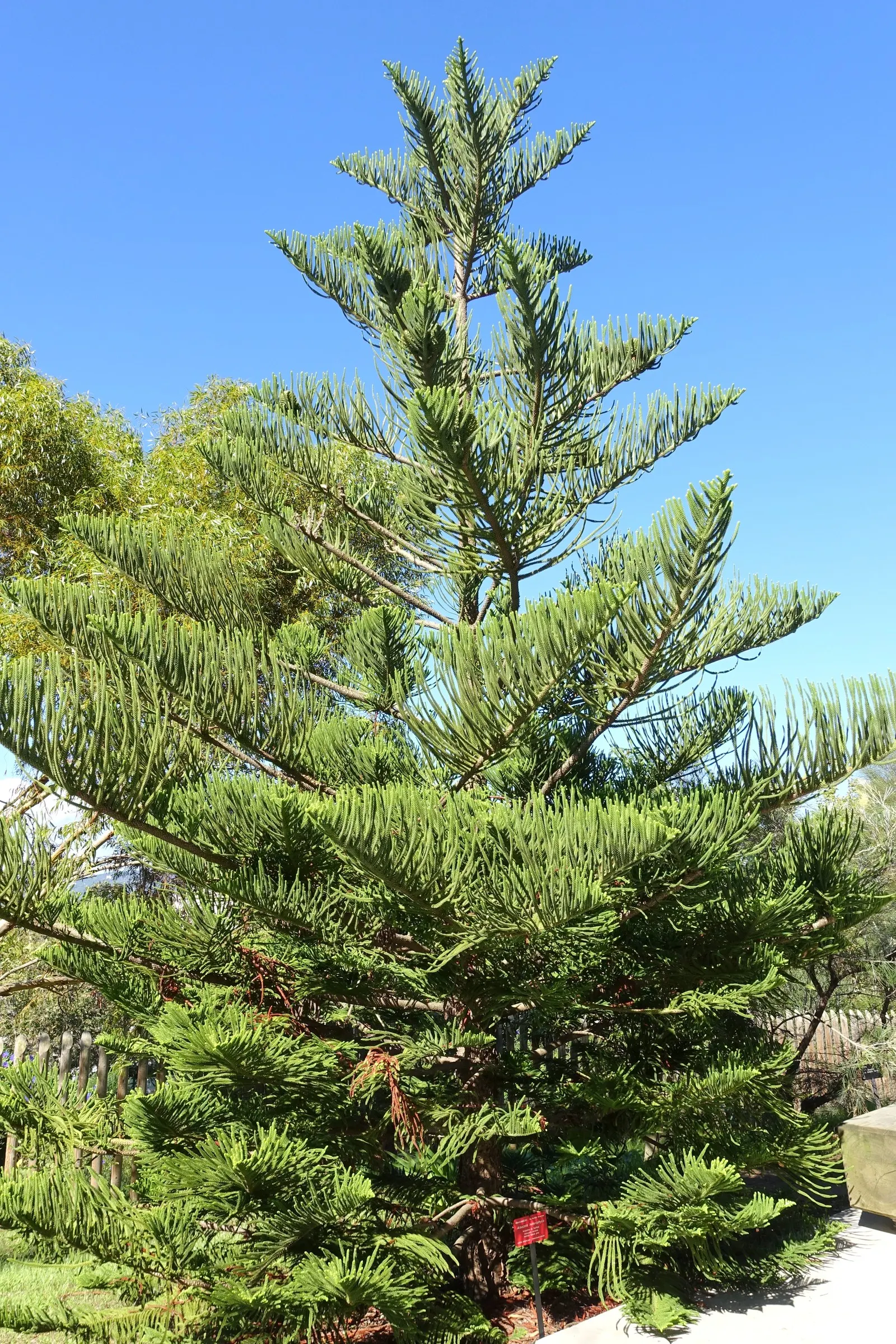 Norfolk Island Pine (Araucaria Heterophylla) — Adaptable as a houseplant, it grows significantly smaller indoors
