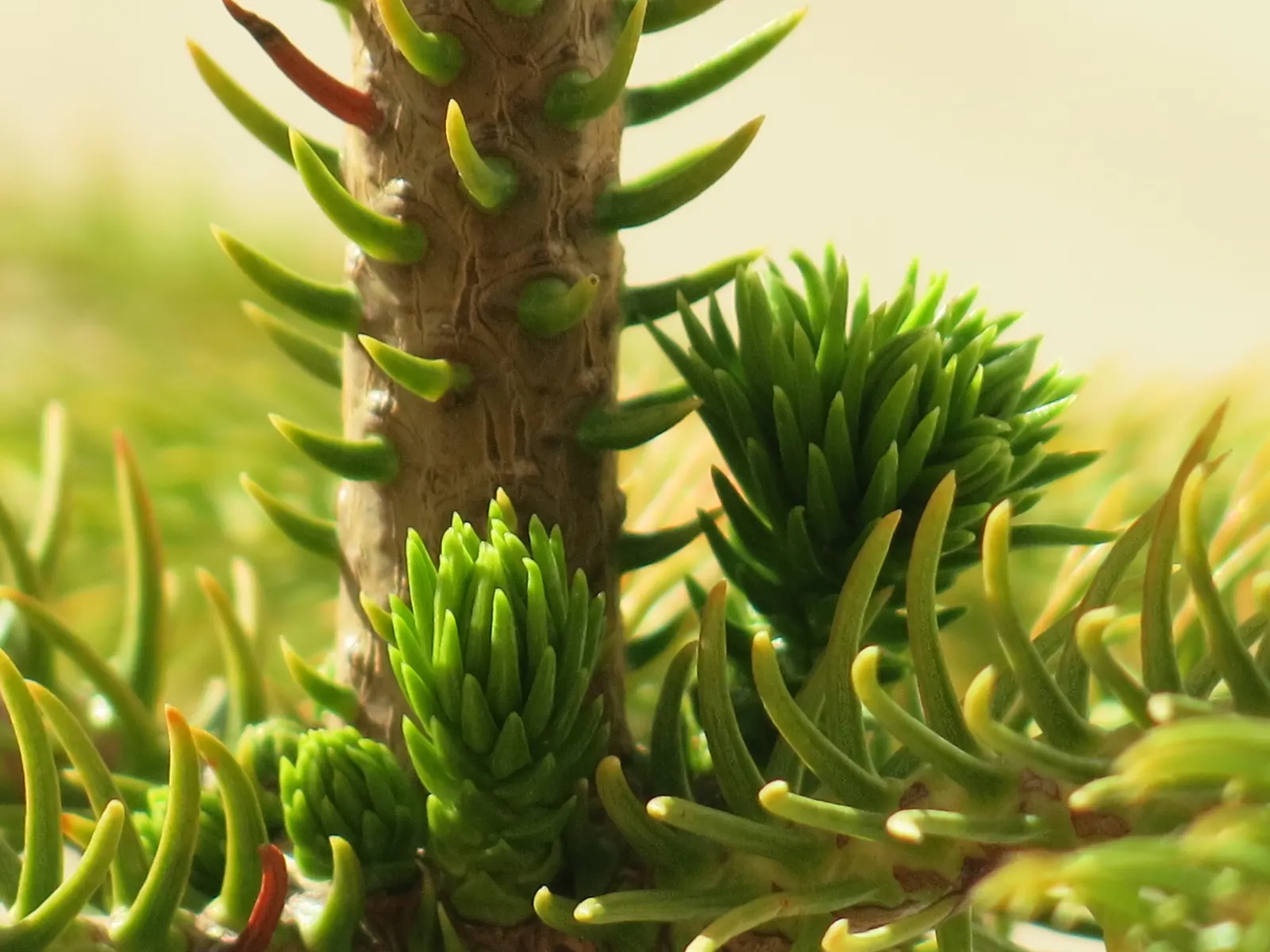Norfolk Island Pine (Araucaria Heterophylla) — especially in the establishment phase