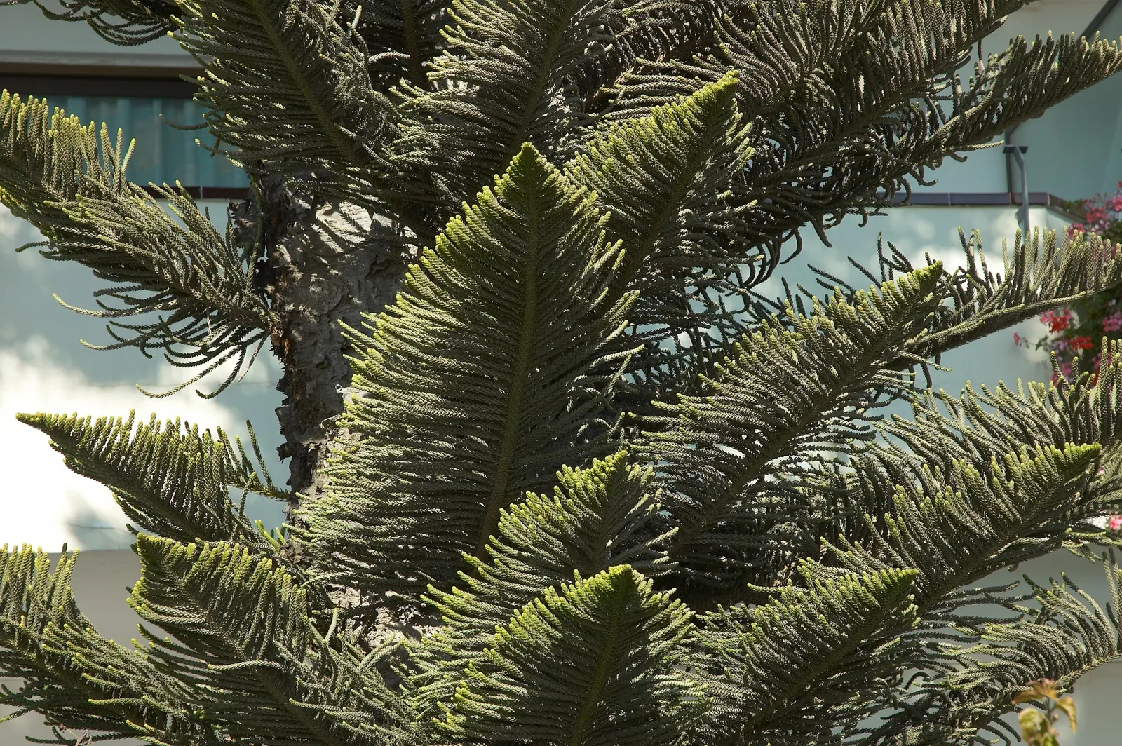 Norfolk Island Pine (Araucaria Heterophylla) — This stately tree can reach heights of 50-65 feet with a spread of 20-25 feet outdoors; ideal for adding