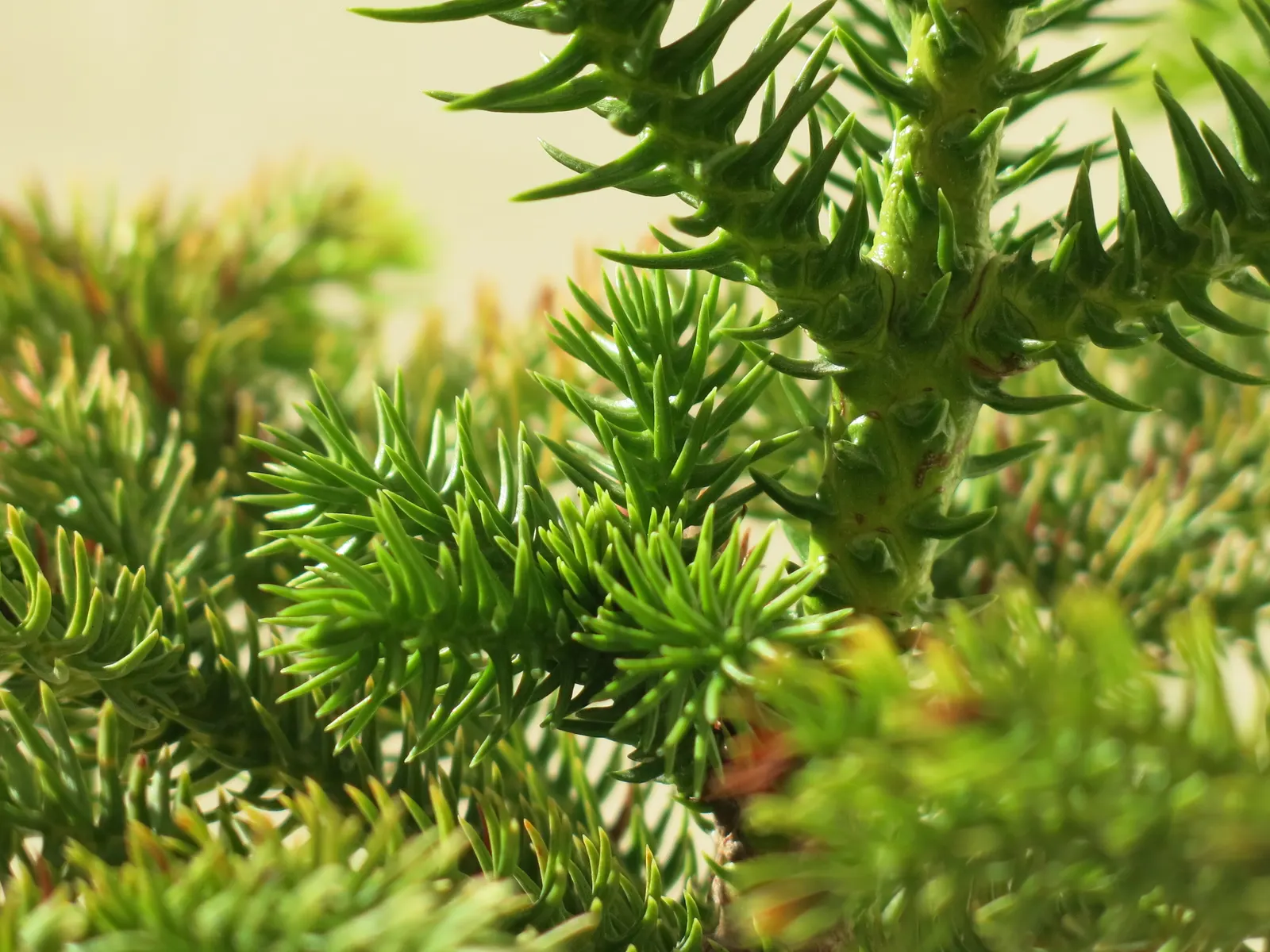 Norfolk Island Pine (Araucaria Heterophylla) — conifer / tree for full; the designer should note its moderate growth rate, image 57
