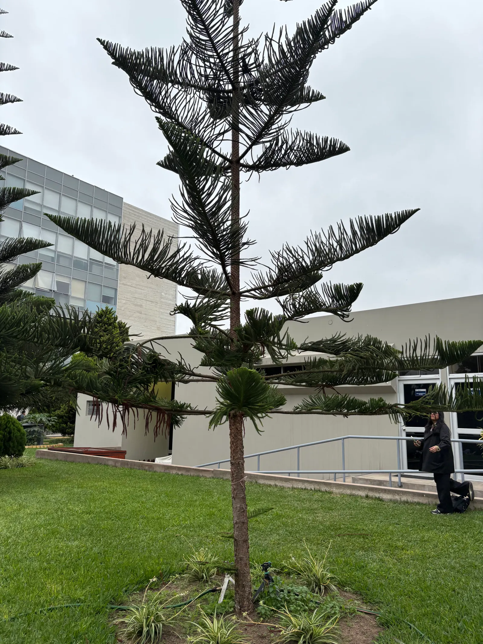 Norfolk Island Pine (Araucaria Heterophylla) — Ideal for adding vertical drama in spacious landscapes or as a focal indoor specimen; ideal for adding vertical