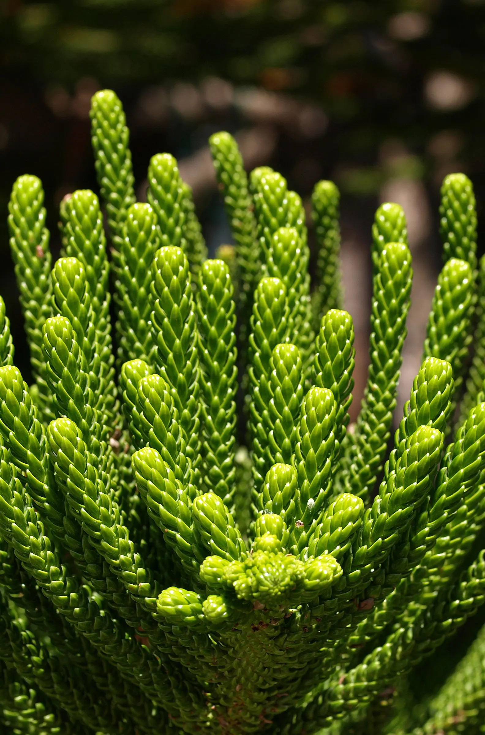 Norfolk Island Pine (Araucaria Heterophylla) — Its upright growth habit presents whorls of horizontal branches; soft needles measuring around 0.5, image 64