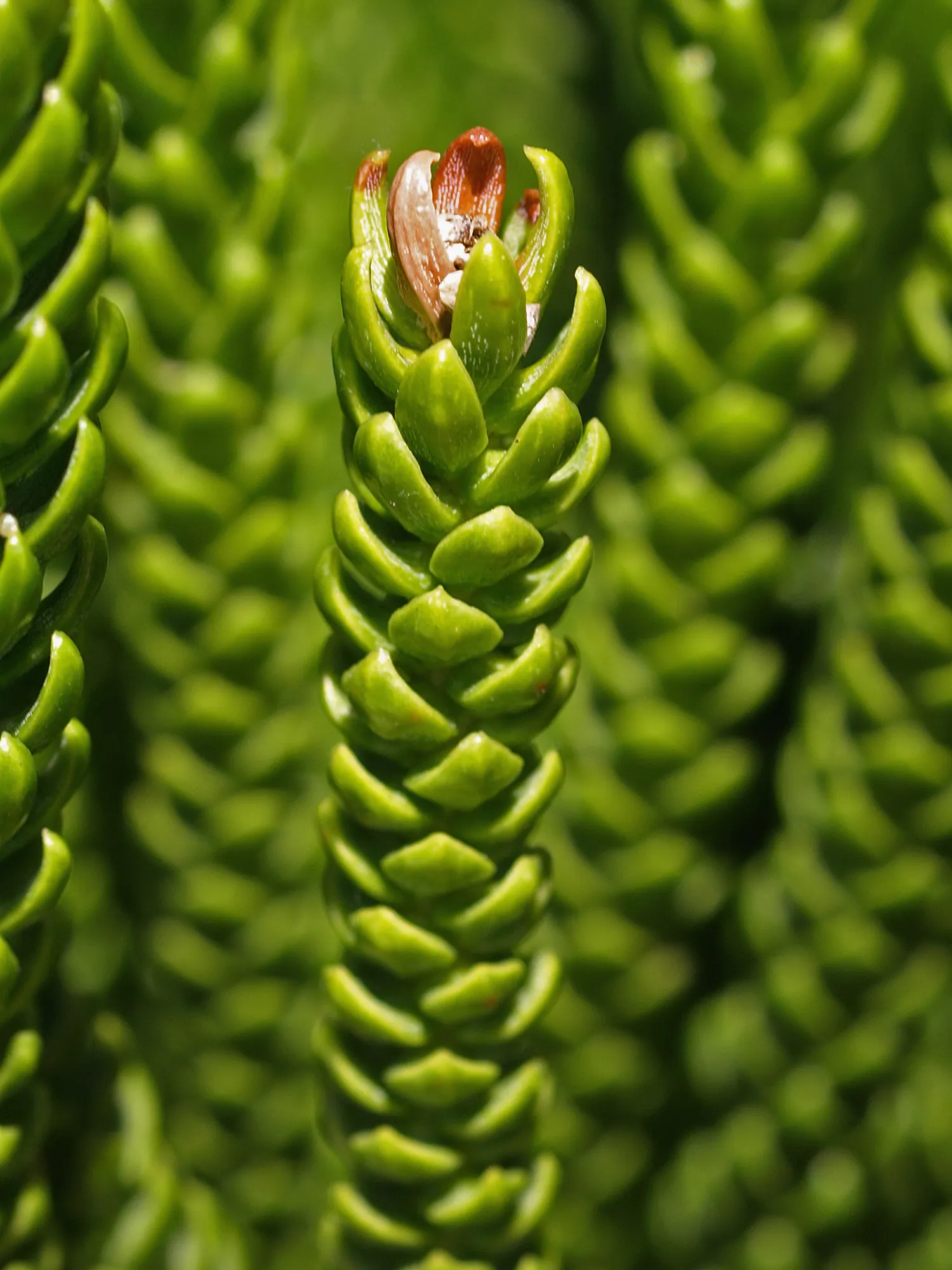 Norfolk Island Pine (Araucaria Heterophylla) — Adaptable as a houseplant, it grows significantly smaller indoors; ideally at least 20 feet from, image 59