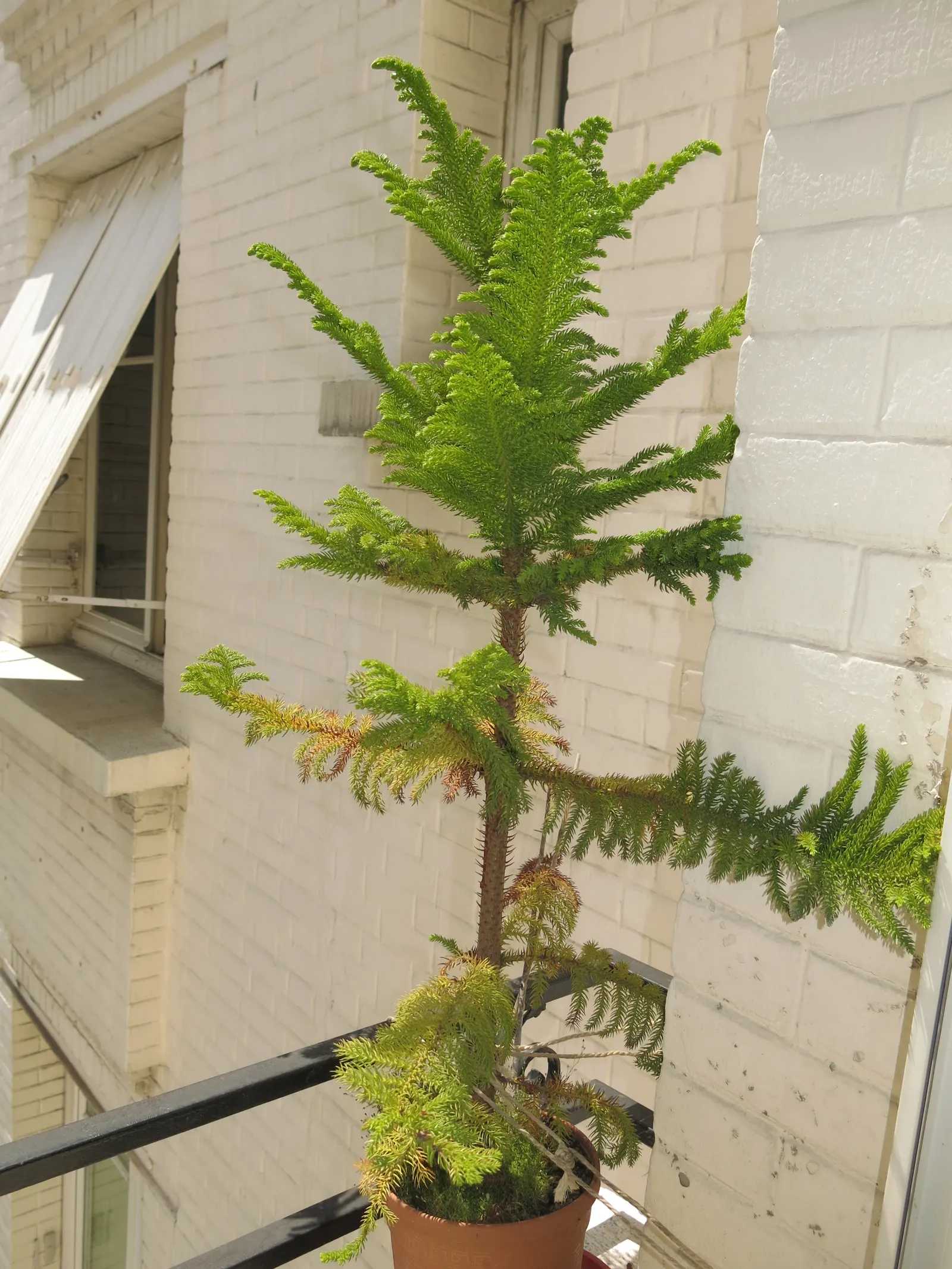 Norfolk Island Pine (Araucaria Heterophylla) — smaller potted specimens often double as living Christmas trees