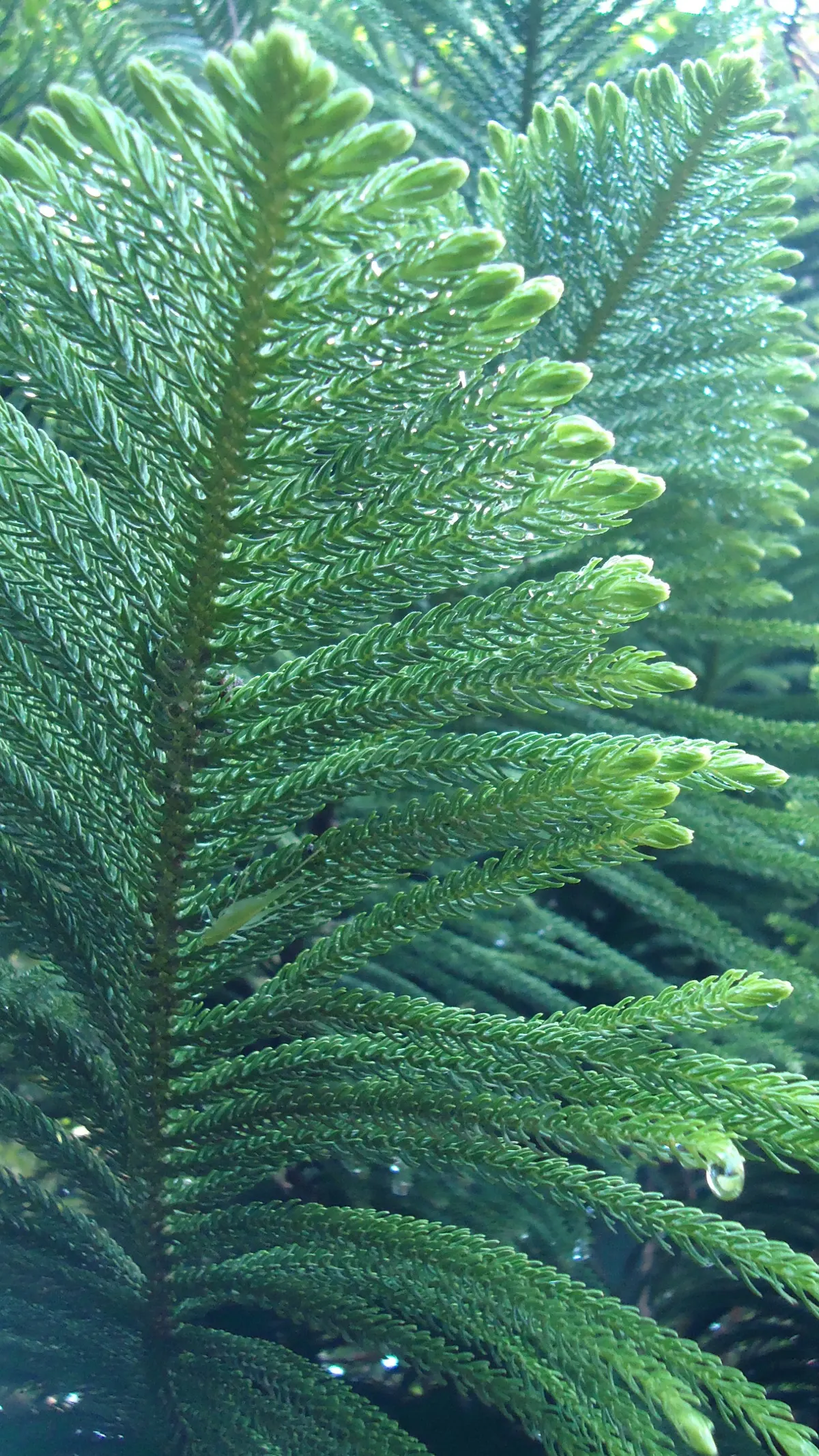 Norfolk Island Pine (Araucaria Heterophylla) — This stately tree can reach heights of 50-65 feet with a spread of 20-25 feet outdoors; ideal for, image 58