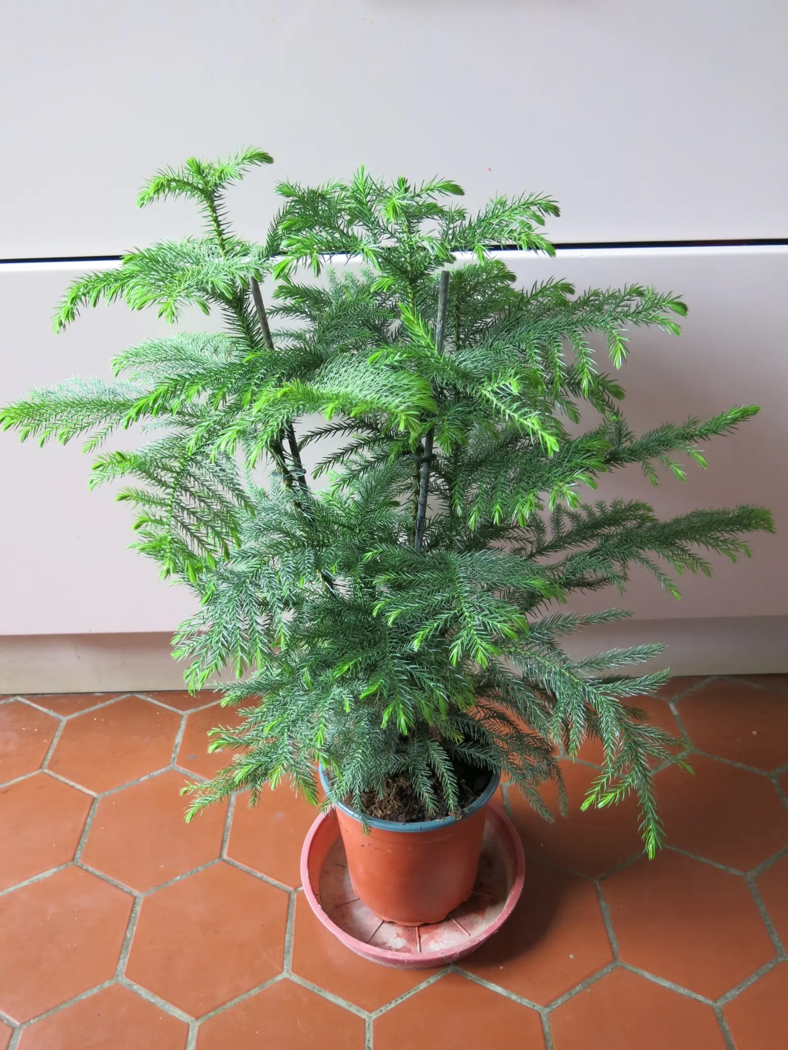 Norfolk Island Pine (Araucaria Heterophylla) — The designer should note its moderate growth rate
