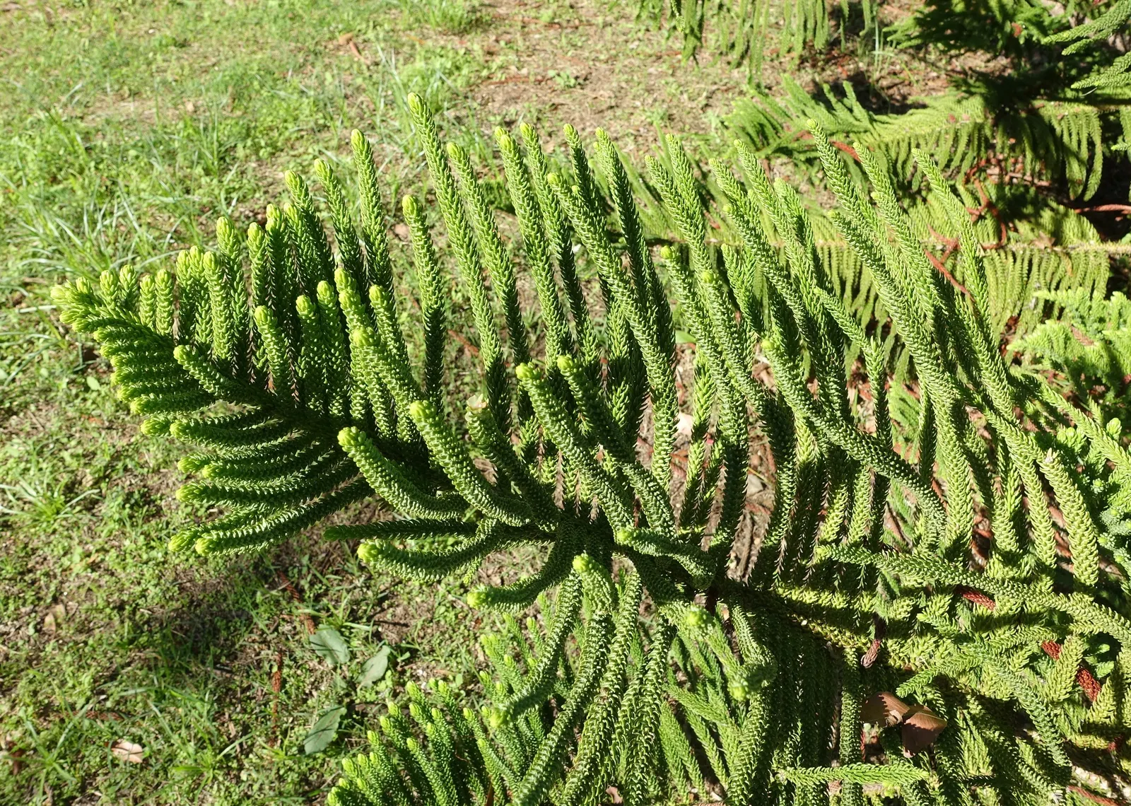 Norfolk Island Pine (Araucaria Heterophylla) — Adequate spacing is crucial for mature development