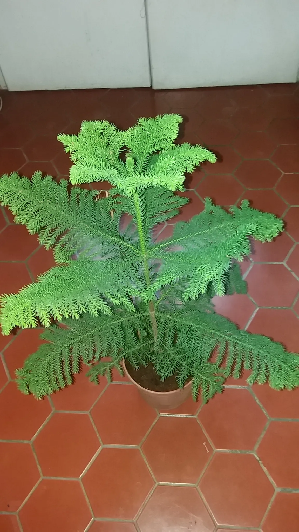 Norfolk Island Pine (Araucaria Heterophylla) — and during the festive season