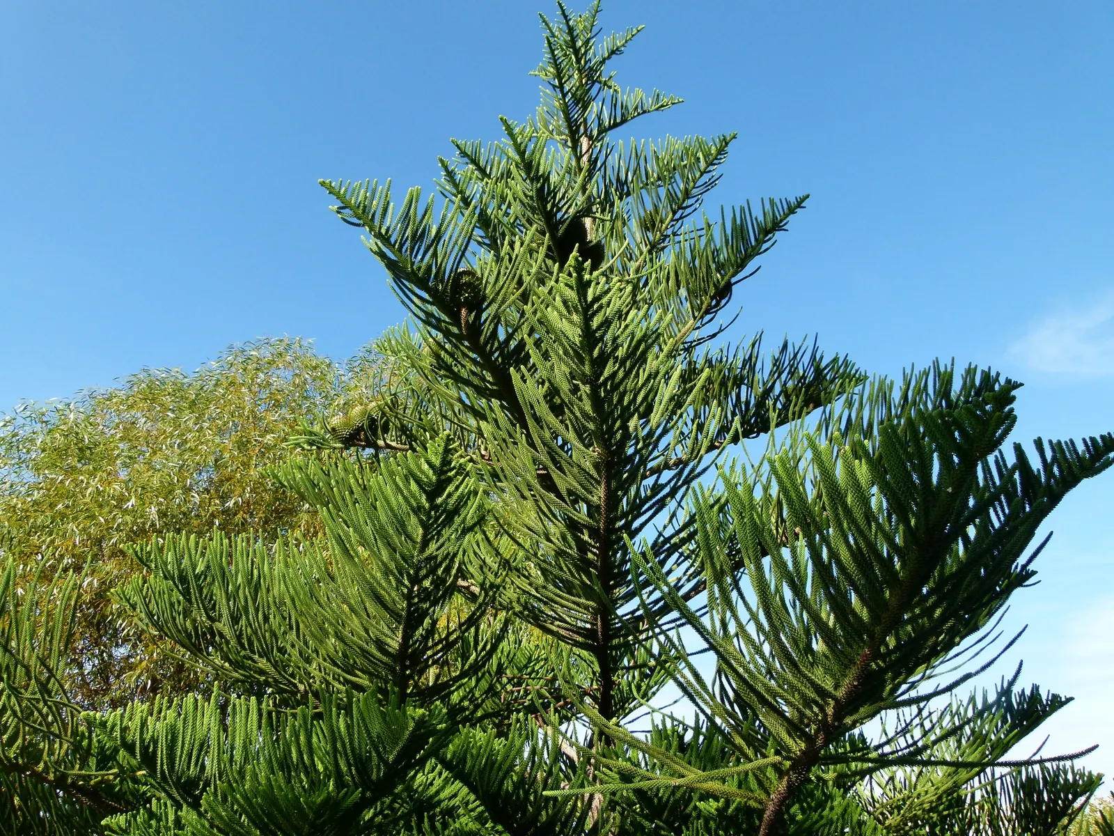 Norfolk Island Pine (Araucaria Heterophylla) — Ideal for adding vertical accent to a landscape; this stately tree can reach heights of 50-65 feet, image 63