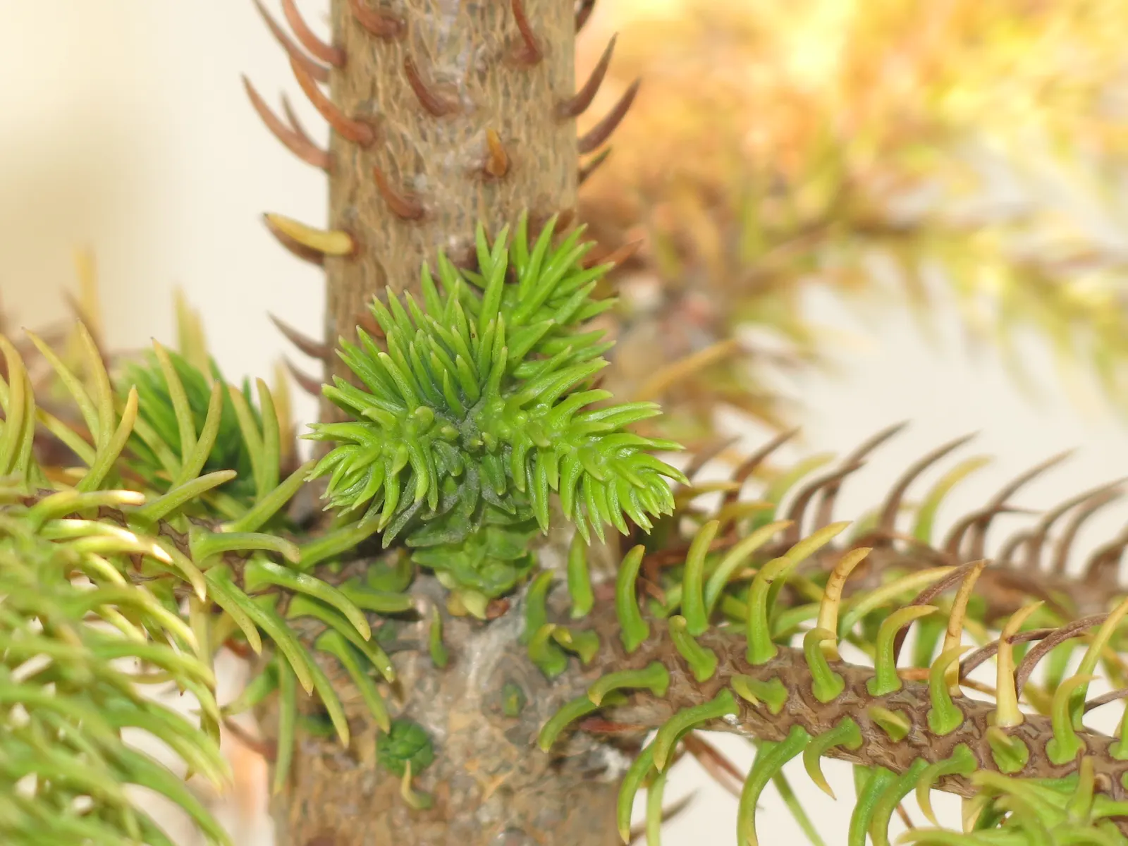 Norfolk Island Pine (Araucaria Heterophylla) — conifer / tree for full