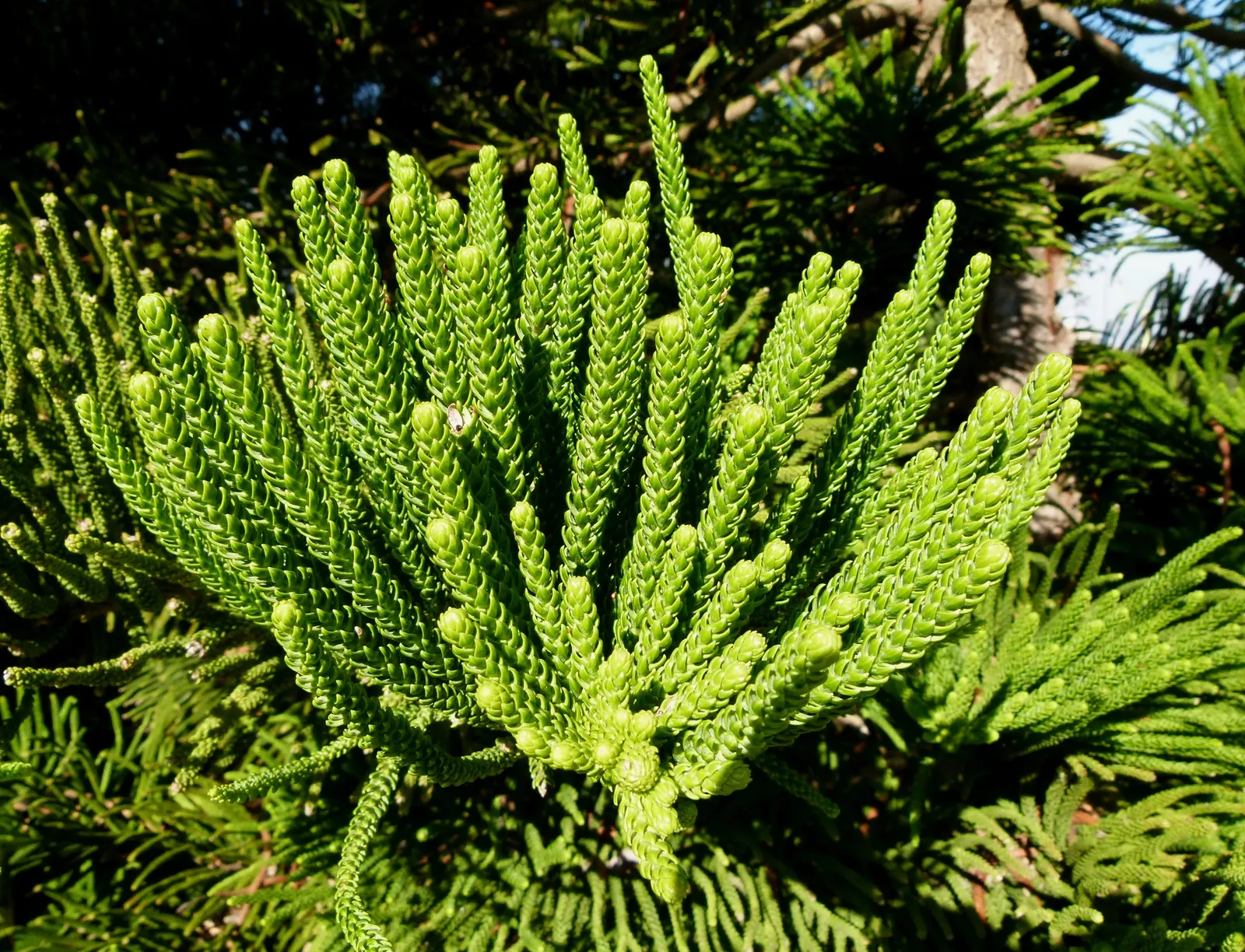 Norfolk Island Pine (Araucaria Heterophylla) — Adaptable as a houseplant, it grows significantly smaller indoors; ideally at least 20 feet from structures or