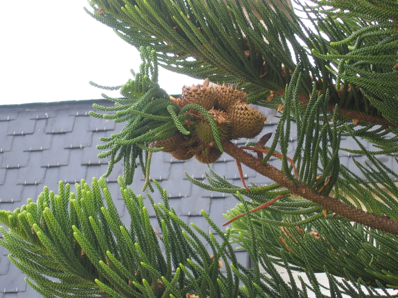 Norfolk Island Pine (Araucaria Heterophylla) — which allows for a manageable rate of expansion in a designed space; adaptable as a houseplant, it, image 55
