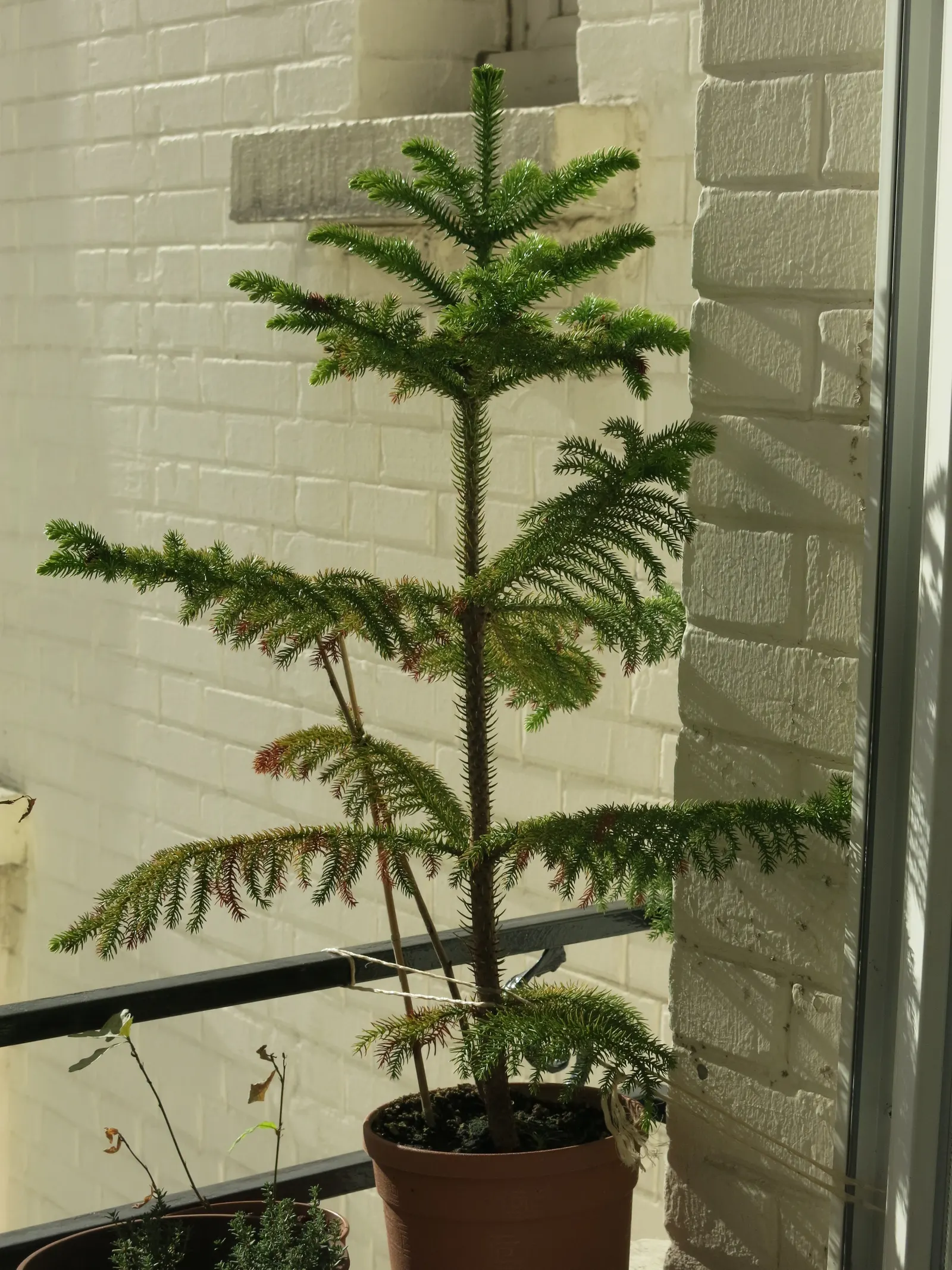 Norfolk Island Pine (Araucaria Heterophylla) — ideally at least 20 feet from structures or other trees to accommodate its broad base