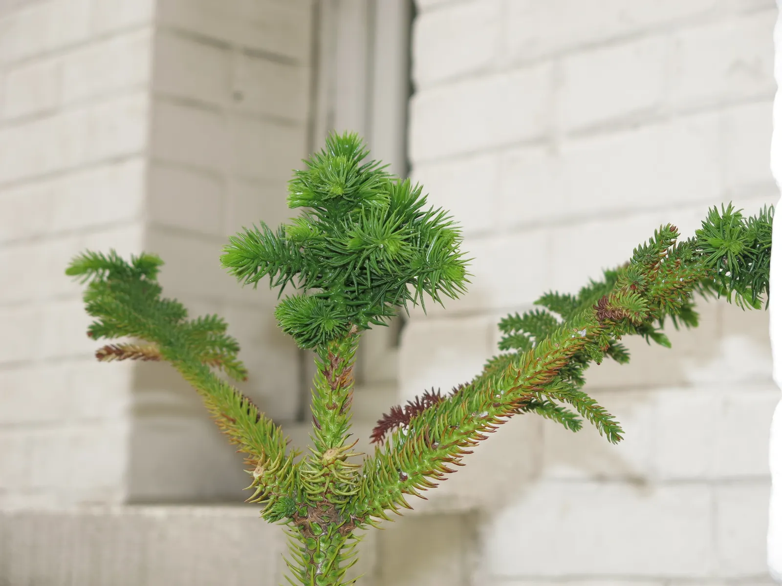 Norfolk Island Pine (Araucaria Heterophylla) — This tree is moderately drought-tolerant but benefits from regular watering during dry periods