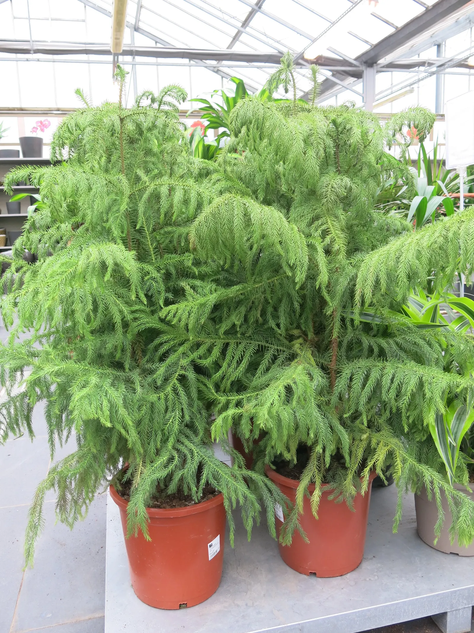 Norfolk Island Pine (Araucaria Heterophylla) — the Norfolk Island Pine thrives in full sun to light shade and prefers well-draining