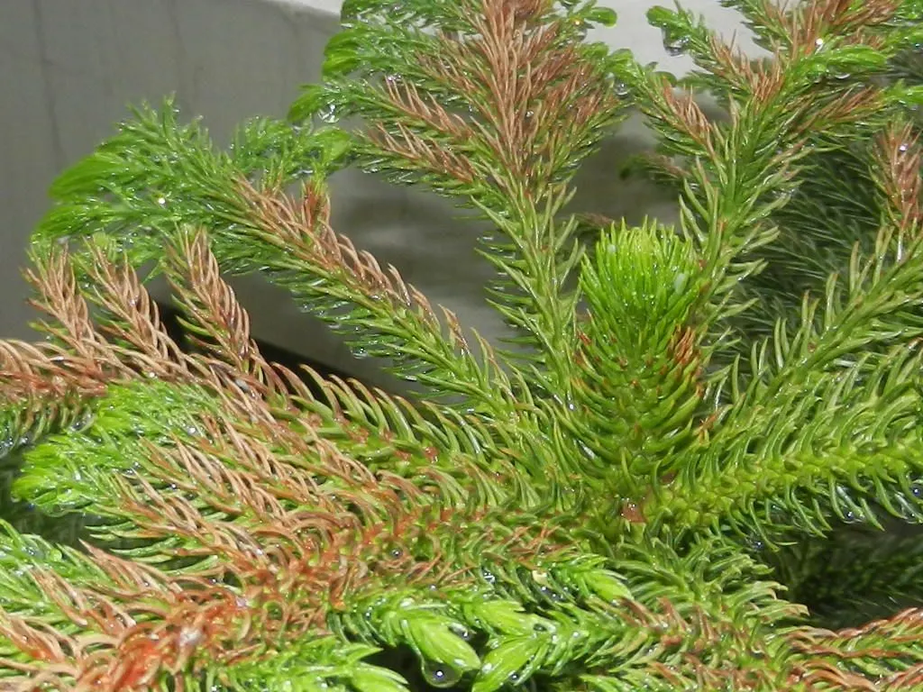 Norfolk Island Pine (Araucaria Heterophylla) — Its upright growth habit presents whorls of horizontal branches