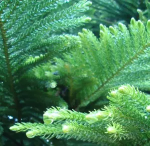Norfolk Island Pine (Araucaria Heterophylla) — and the balance it brings to both formal and informal gardens