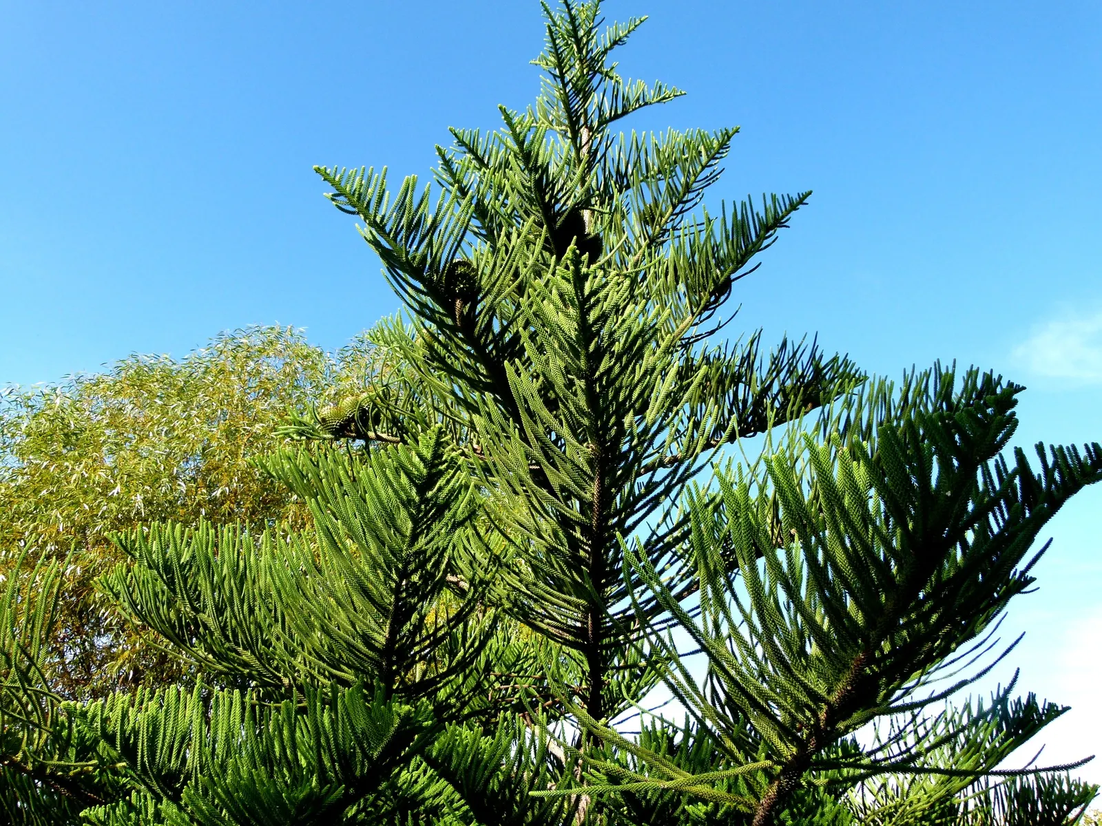 Norfolk Island Pine (Araucaria Heterophylla) — Prefers full sun to partial shade and well-drained soil; and the balance it brings to both formal and informal