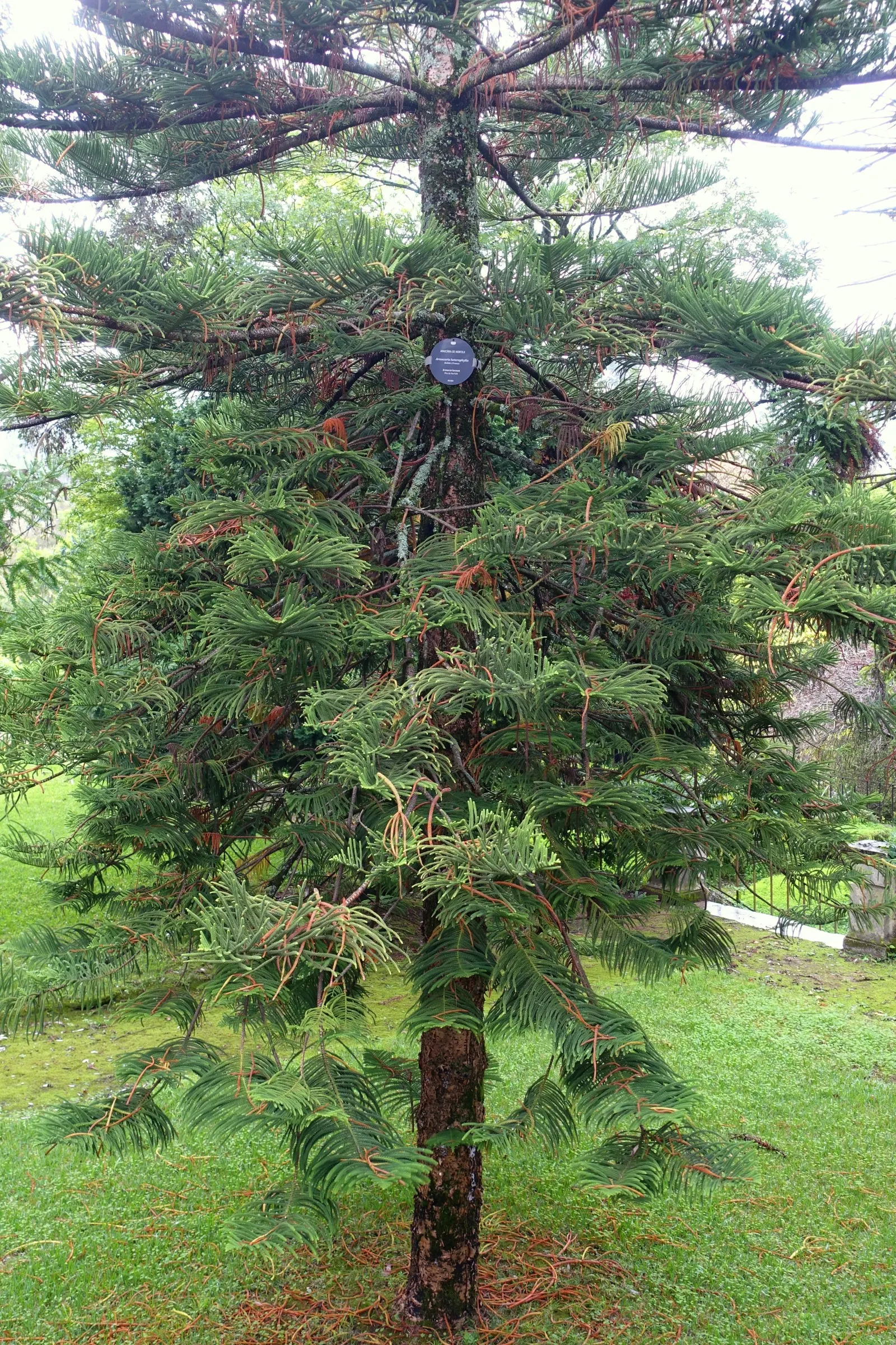Norfolk Island Pine (Araucaria Heterophylla) — and the balance it brings to both formal and informal gardens; the Norfolk Island Pine thrives in, image 56