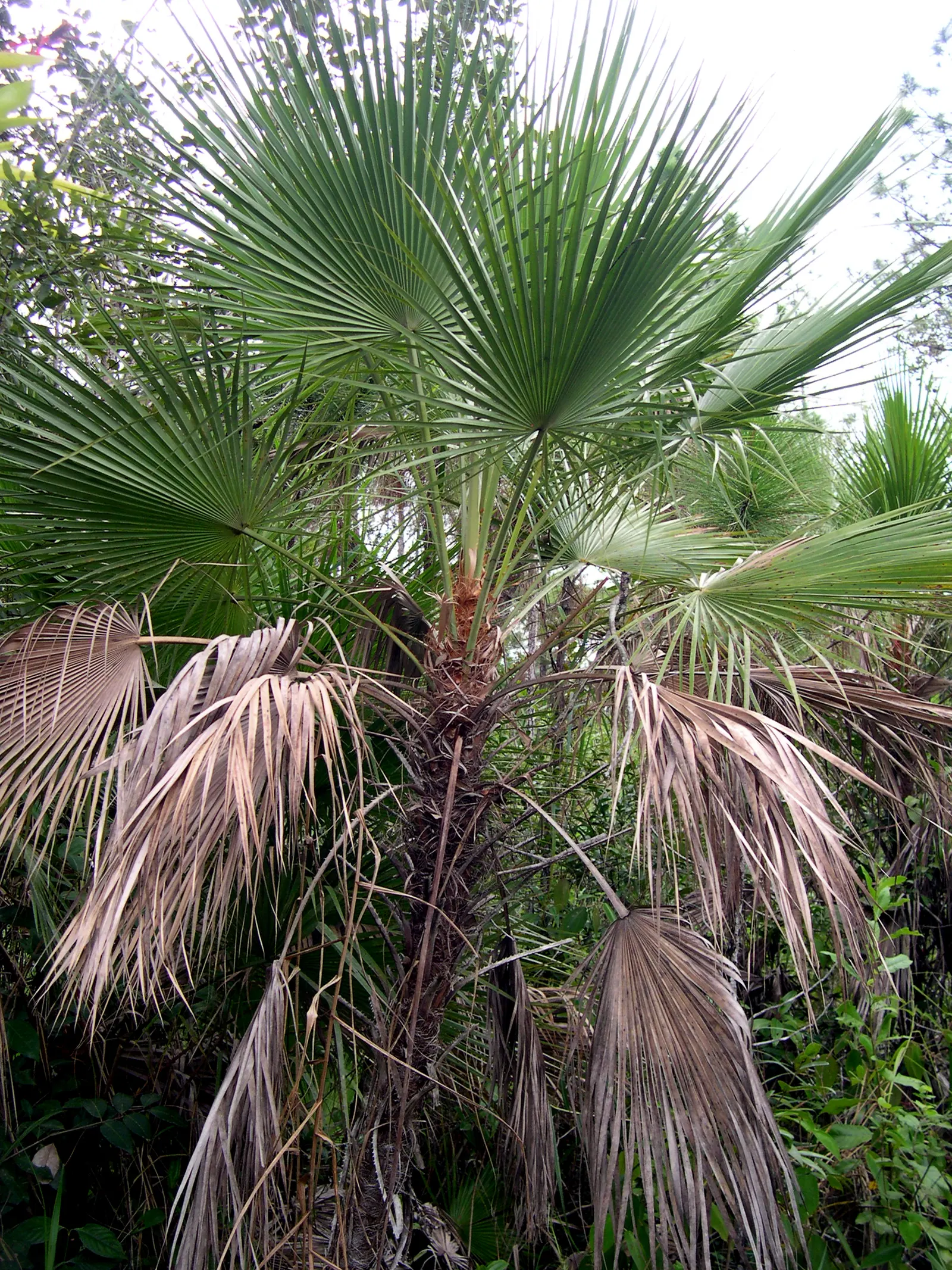 Wright's Paurotis Palm (Acoelorrhaphe wrightii) — The fronds are split into numerous segments