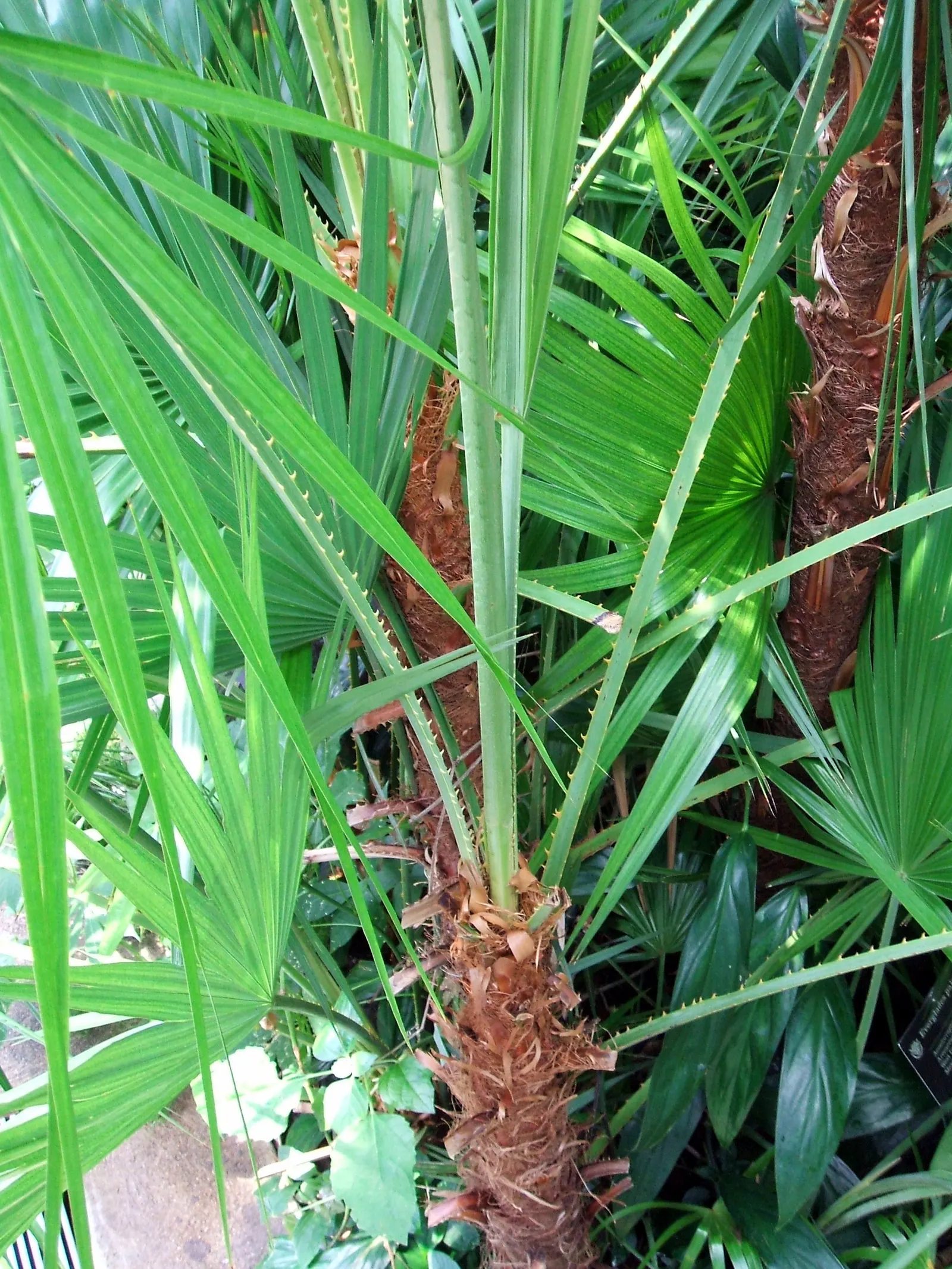 Wright's Paurotis Palm (Acoelorrhaphe wrightii) — Fan-shaped fronds display a lush, light green hue, creating a dense canopy