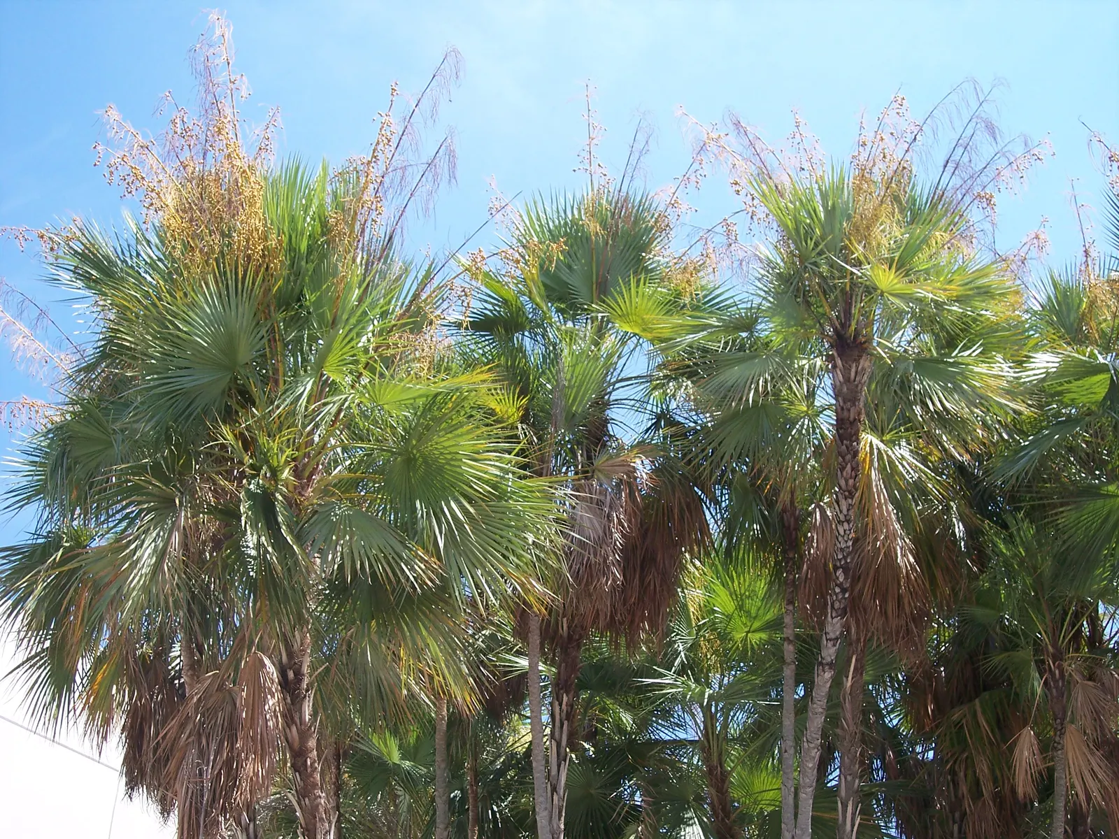 Wright's Paurotis Palm (Acoelorrhaphe wrightii) — though they have been known to soar as high as 30 feet under optimal conditions