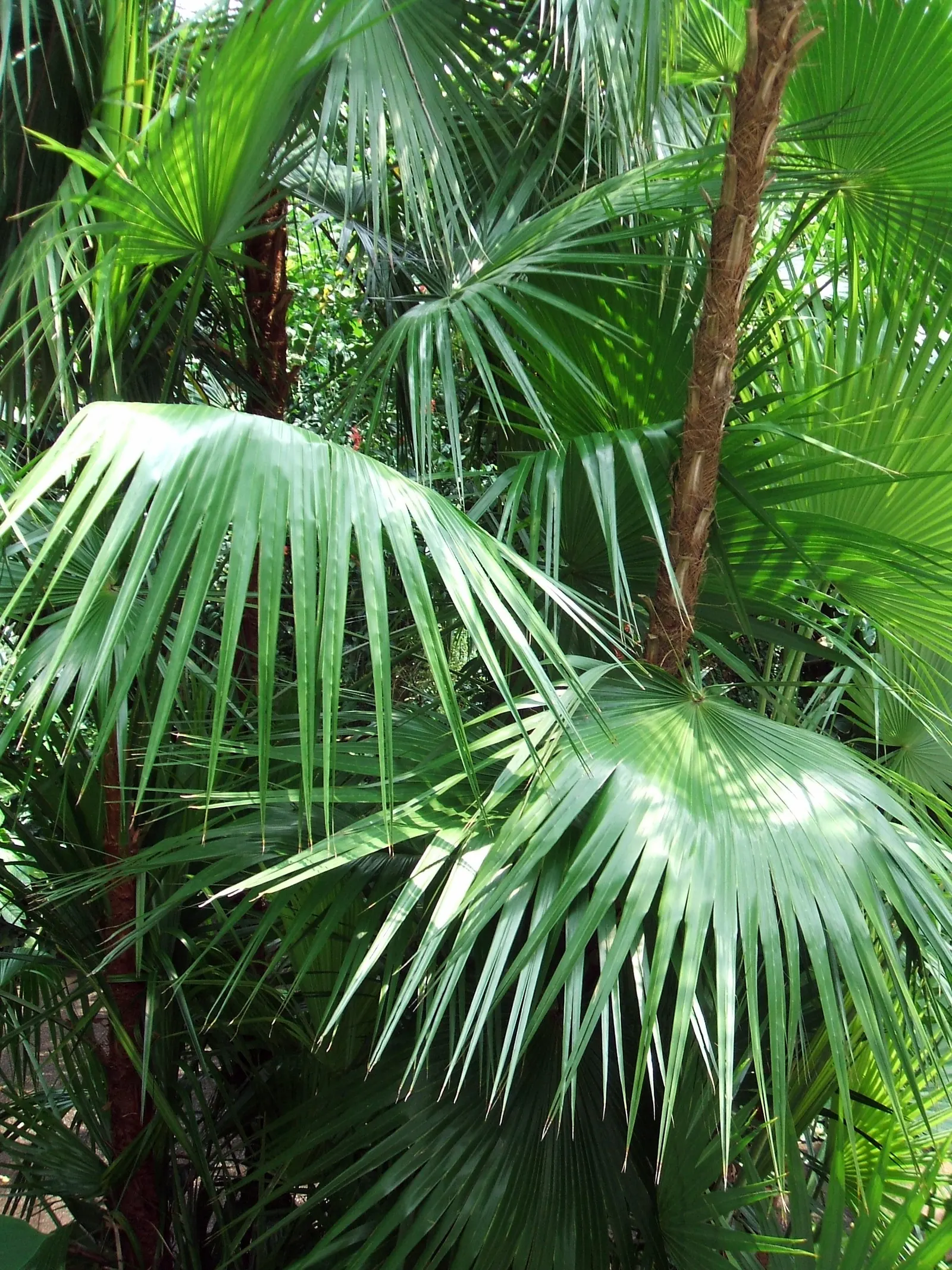 Wright's Paurotis Palm (Acoelorrhaphe wrightii) — grows to a height of 20-30 feet with a spread of 5-10 feet at maturity