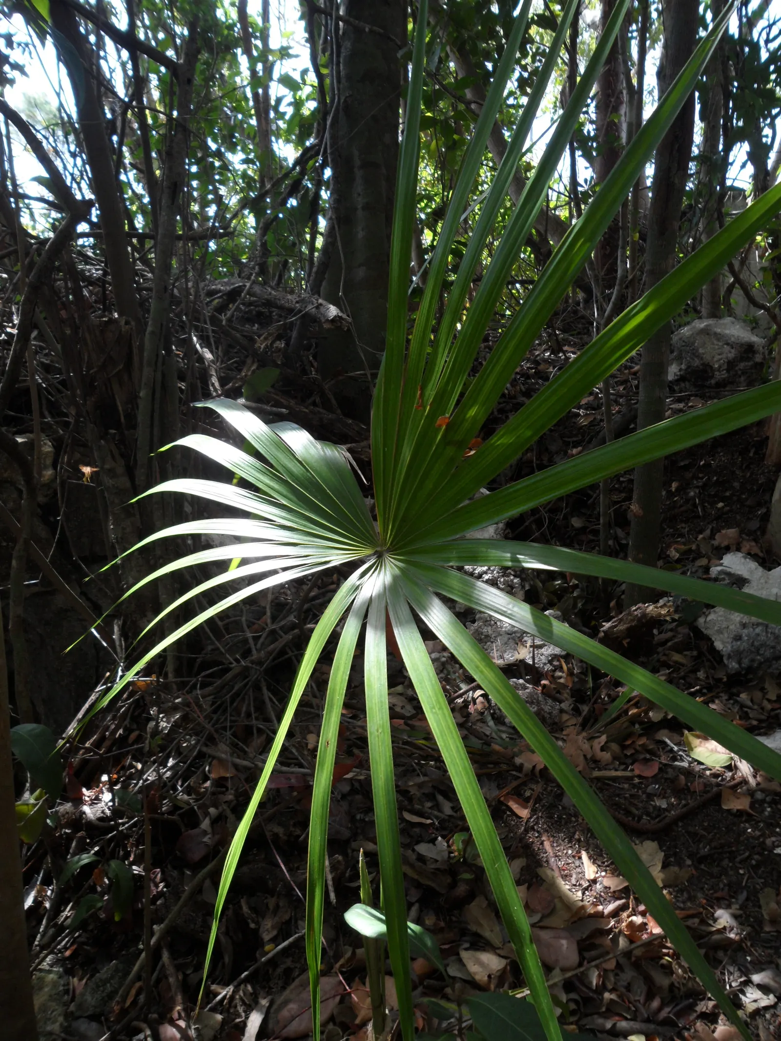 Wright's Paurotis Palm (Acoelorrhaphe wrightii) — Each stem can grow to about 3 to 6 inches in diameter