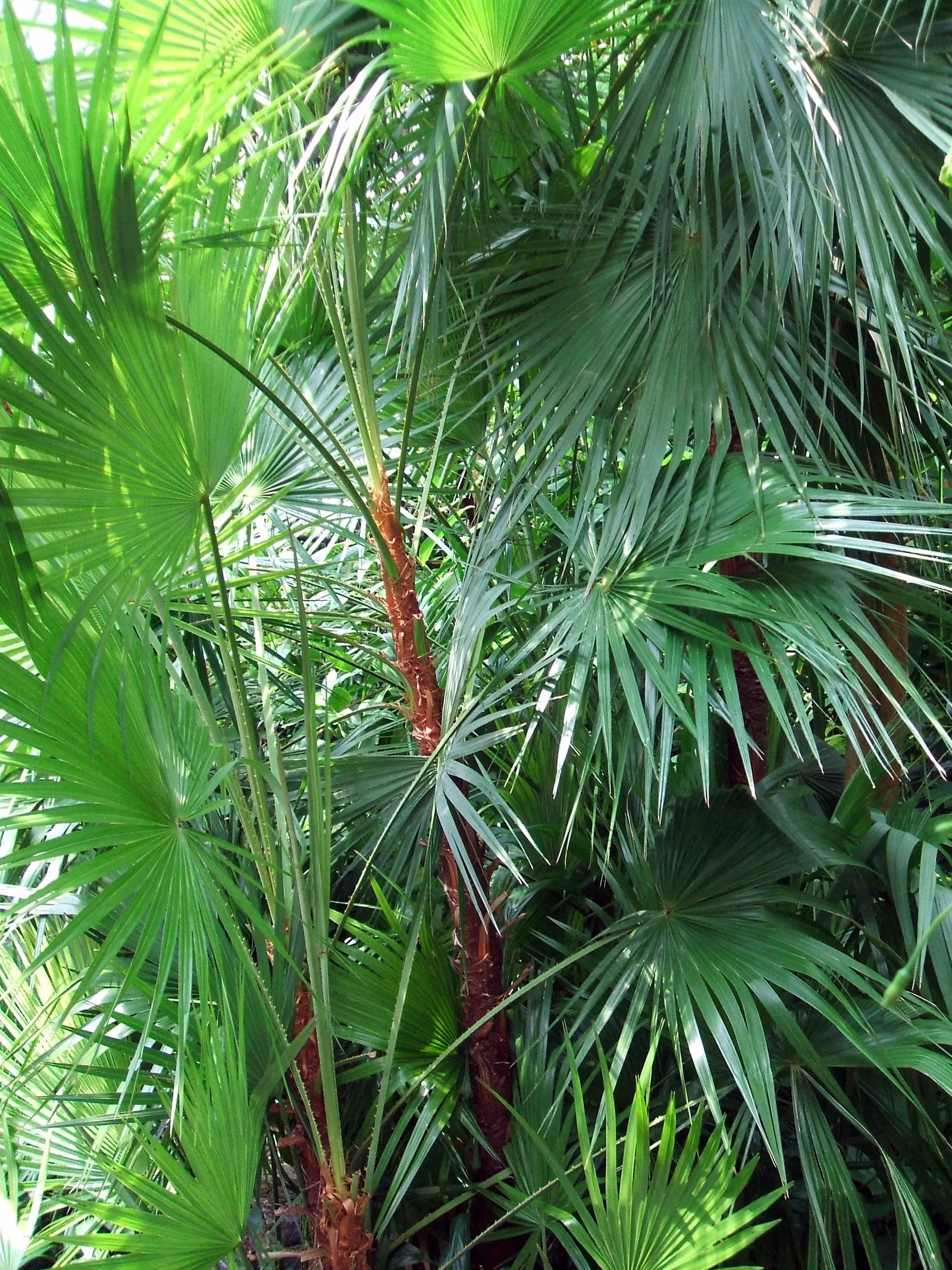 Wright's Paurotis Palm (Acoelorrhaphe wrightii) — which are often covered in a thatch of old leaf bases